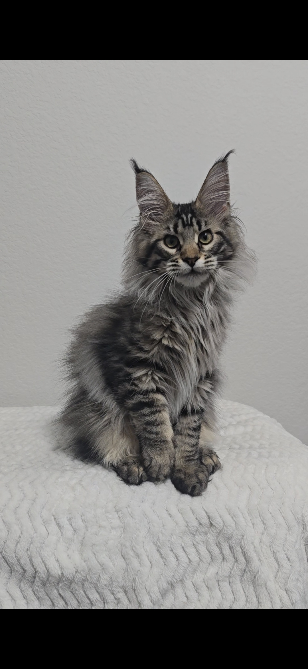 Maine Coon Kitten