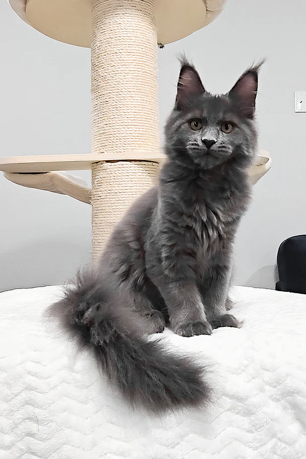 Maine Coon Kitten