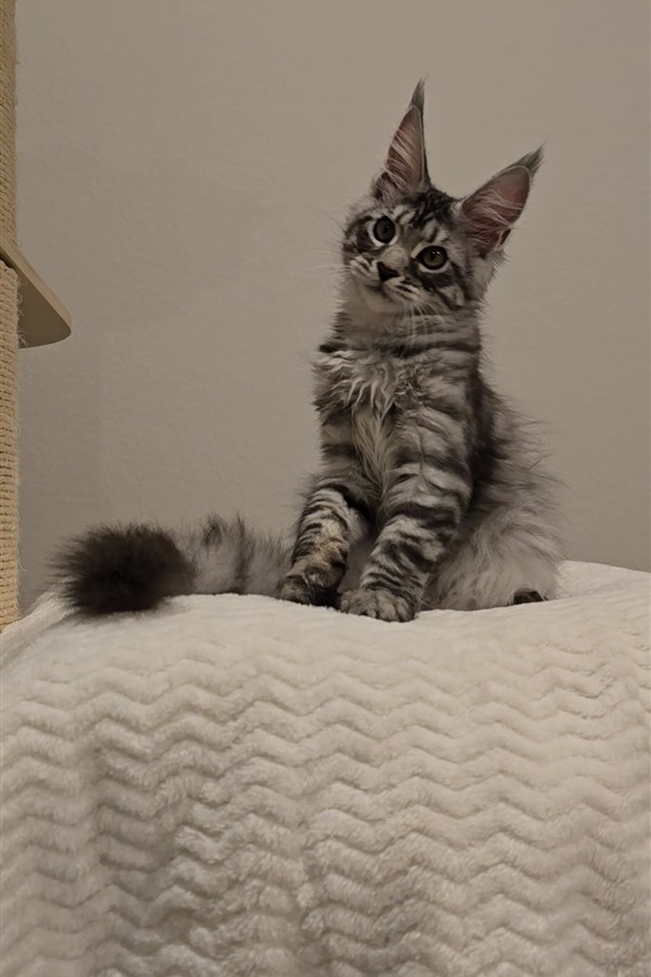 Anastasia — Maine Coon Kitten