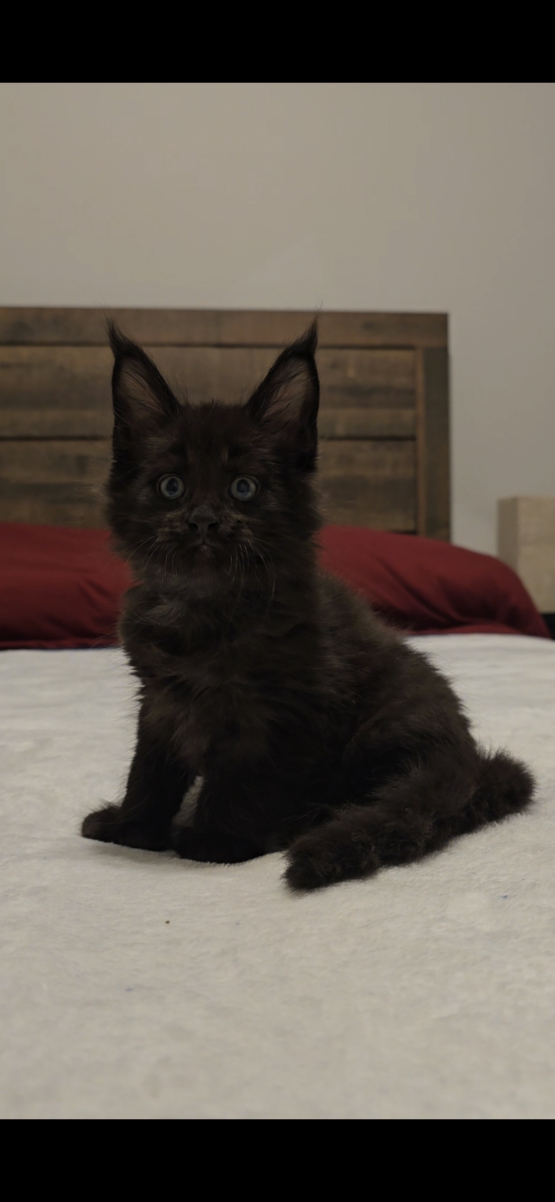 Aston, an available Maine Coon kitten