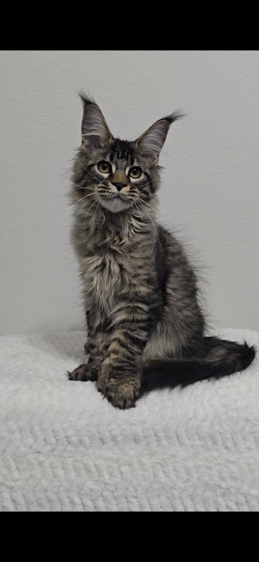 Barney — Maine Coon Kitten