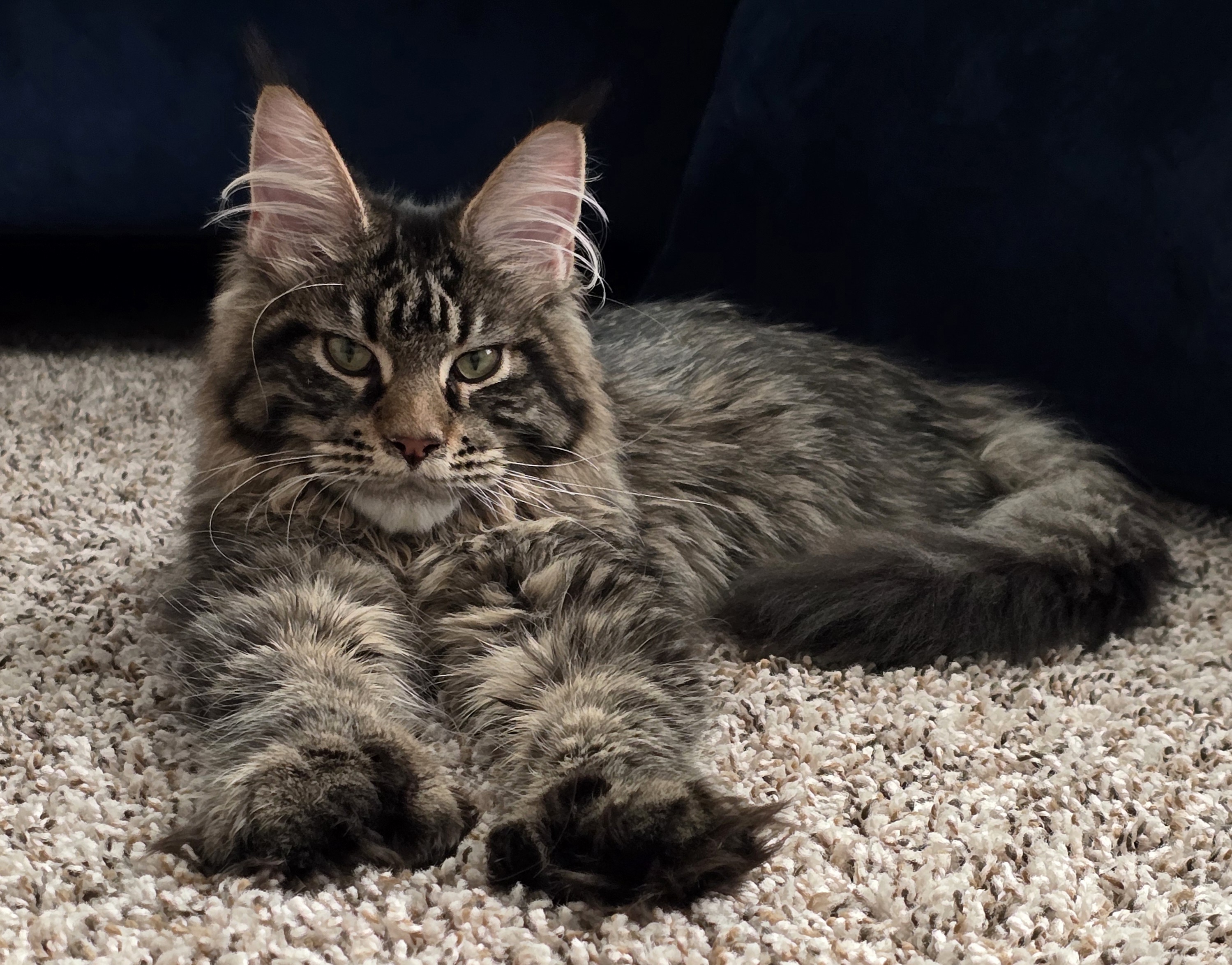 Brown classic tabby Maine Coon cat with white markings