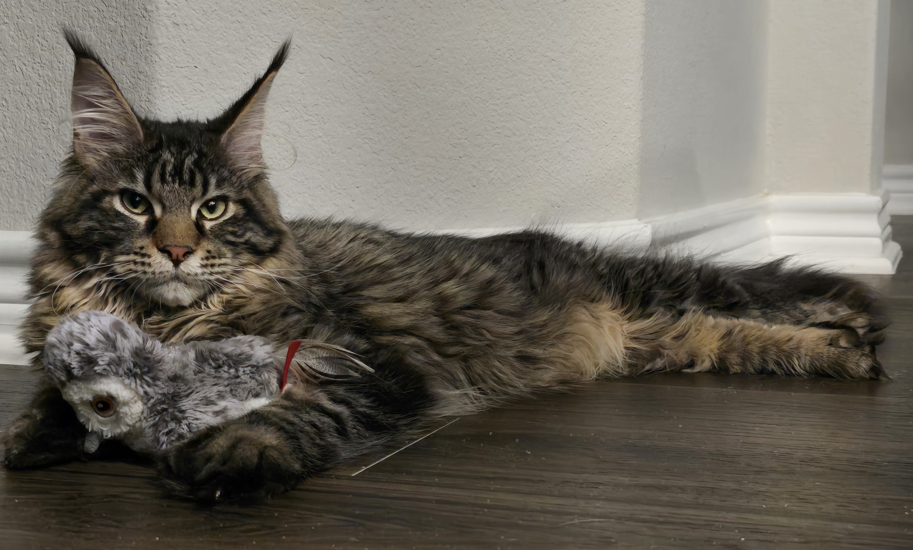 Baron — Maine Coon King