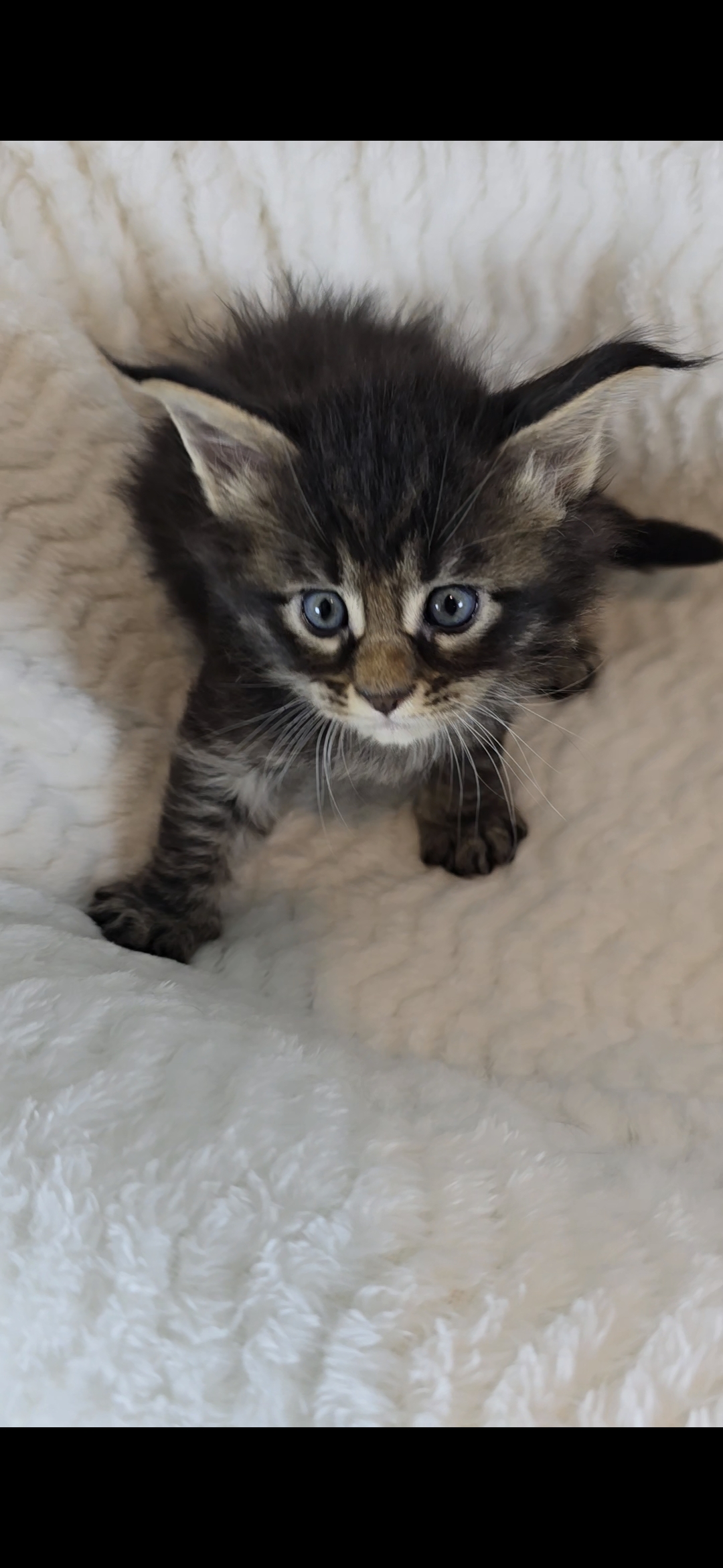 Basil — Maine Coon Kitten