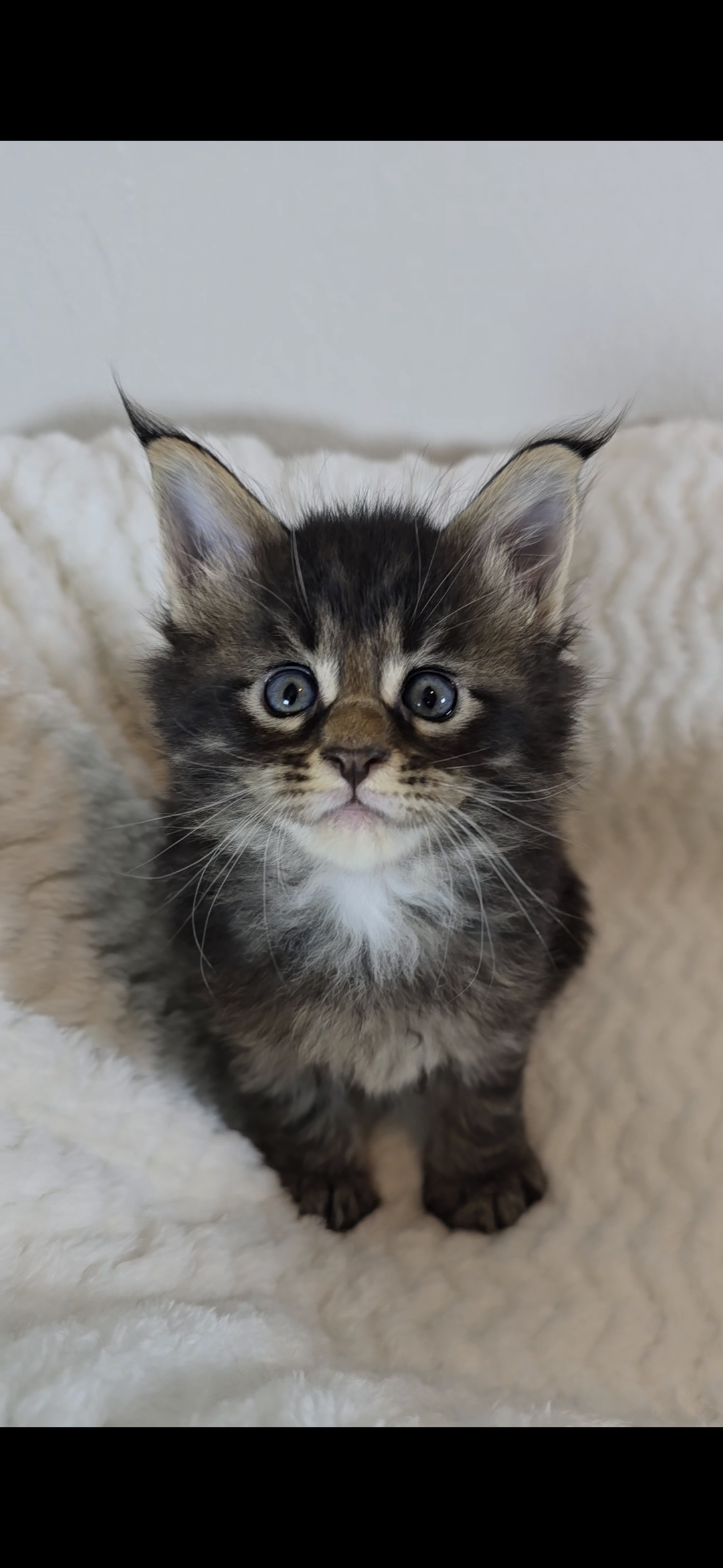 Basil photo 10