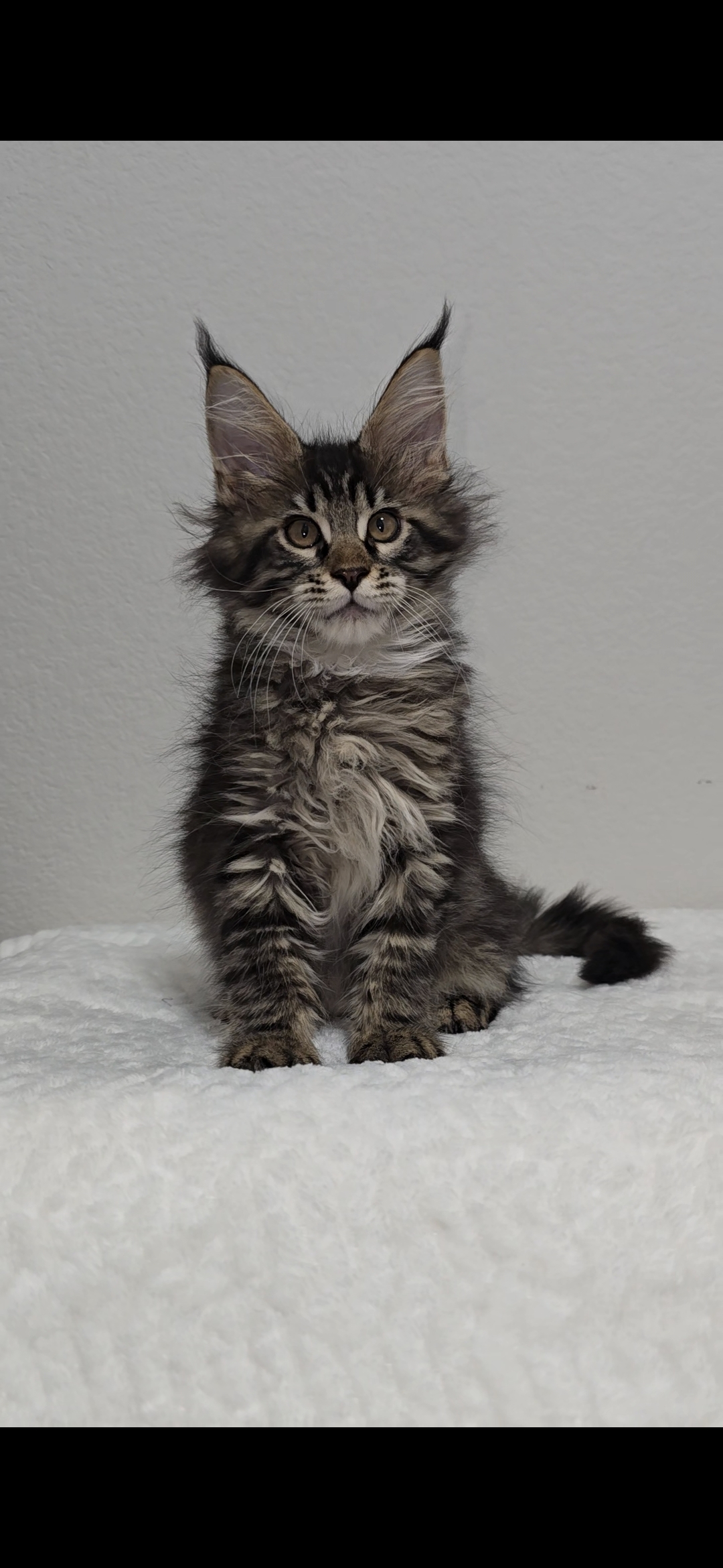 Basil photo 3