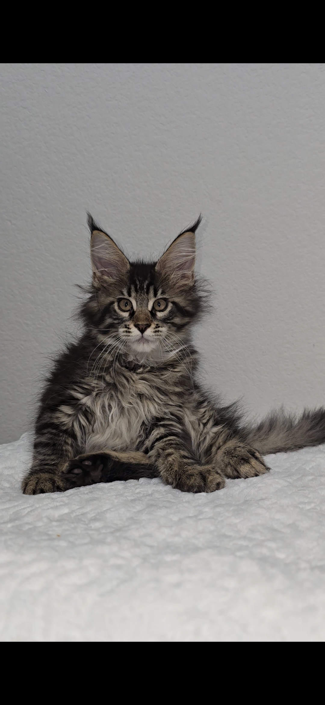 Basil photo 9