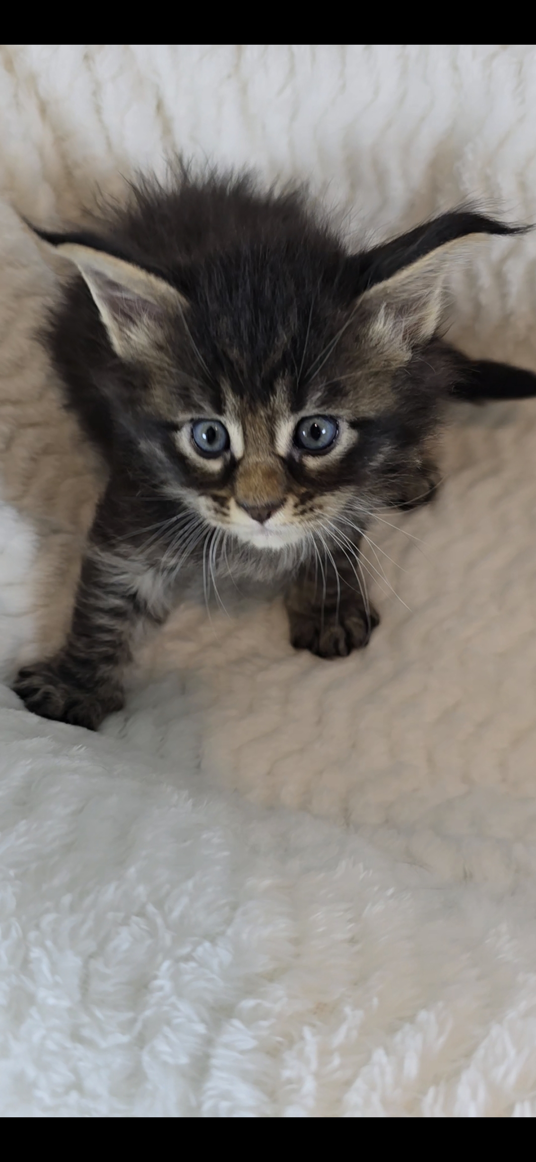 Basil photo 7