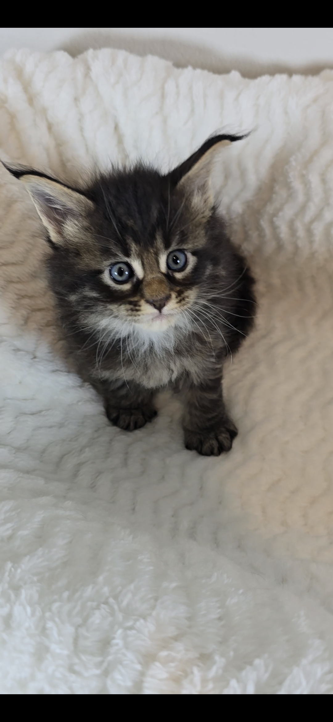 Basil photo 8