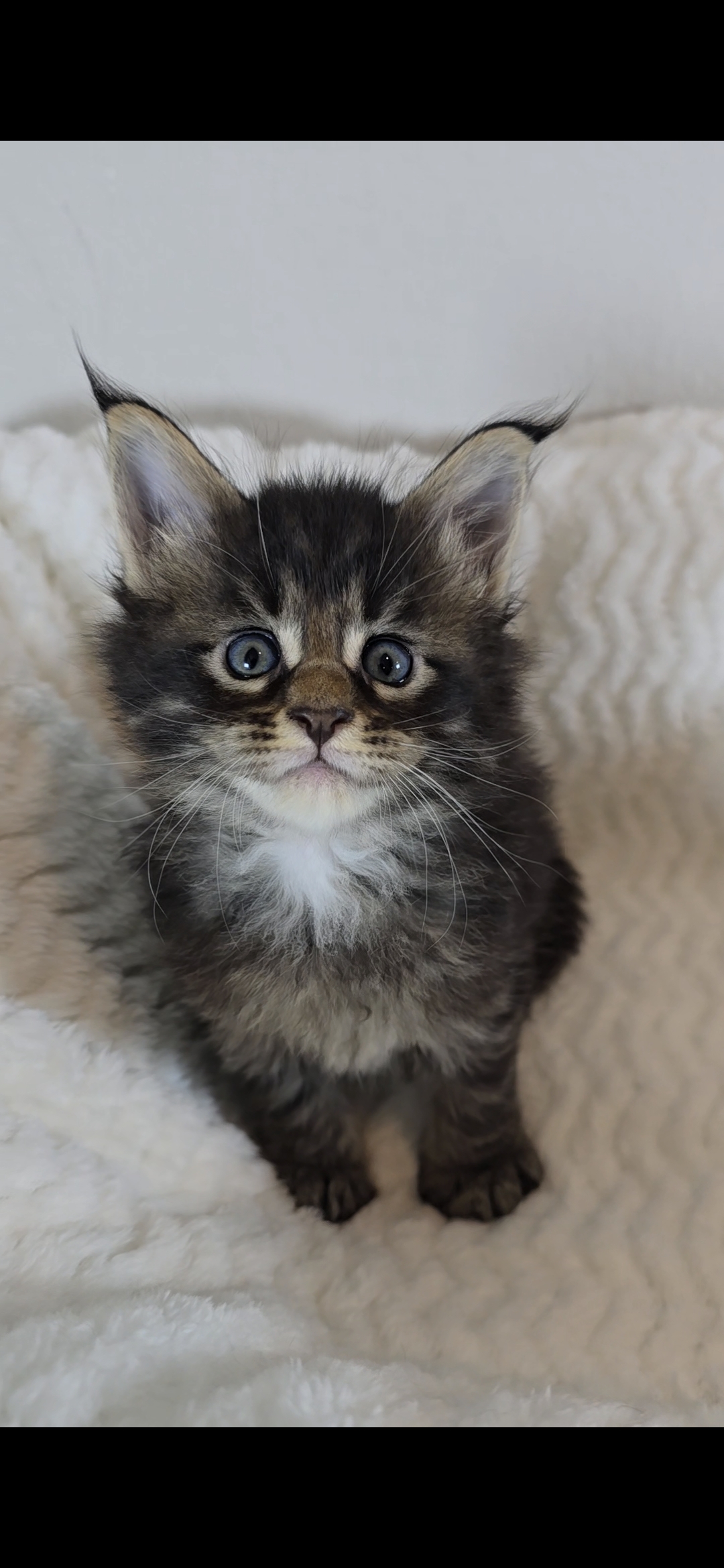 Basil photo 9