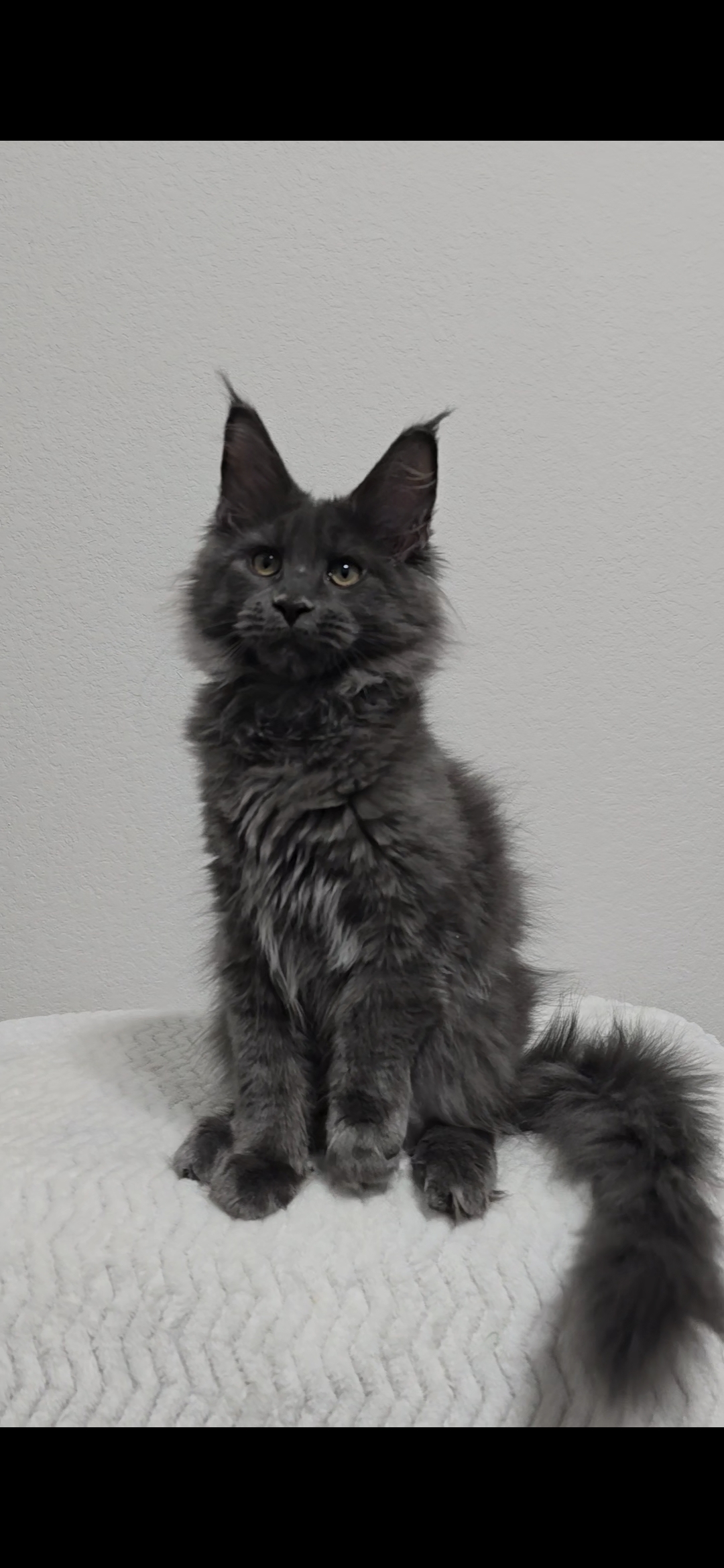 Bear — Maine Coon Kitten