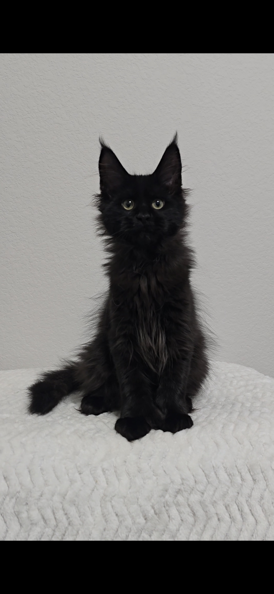 Betsy — Maine Coon Kitten