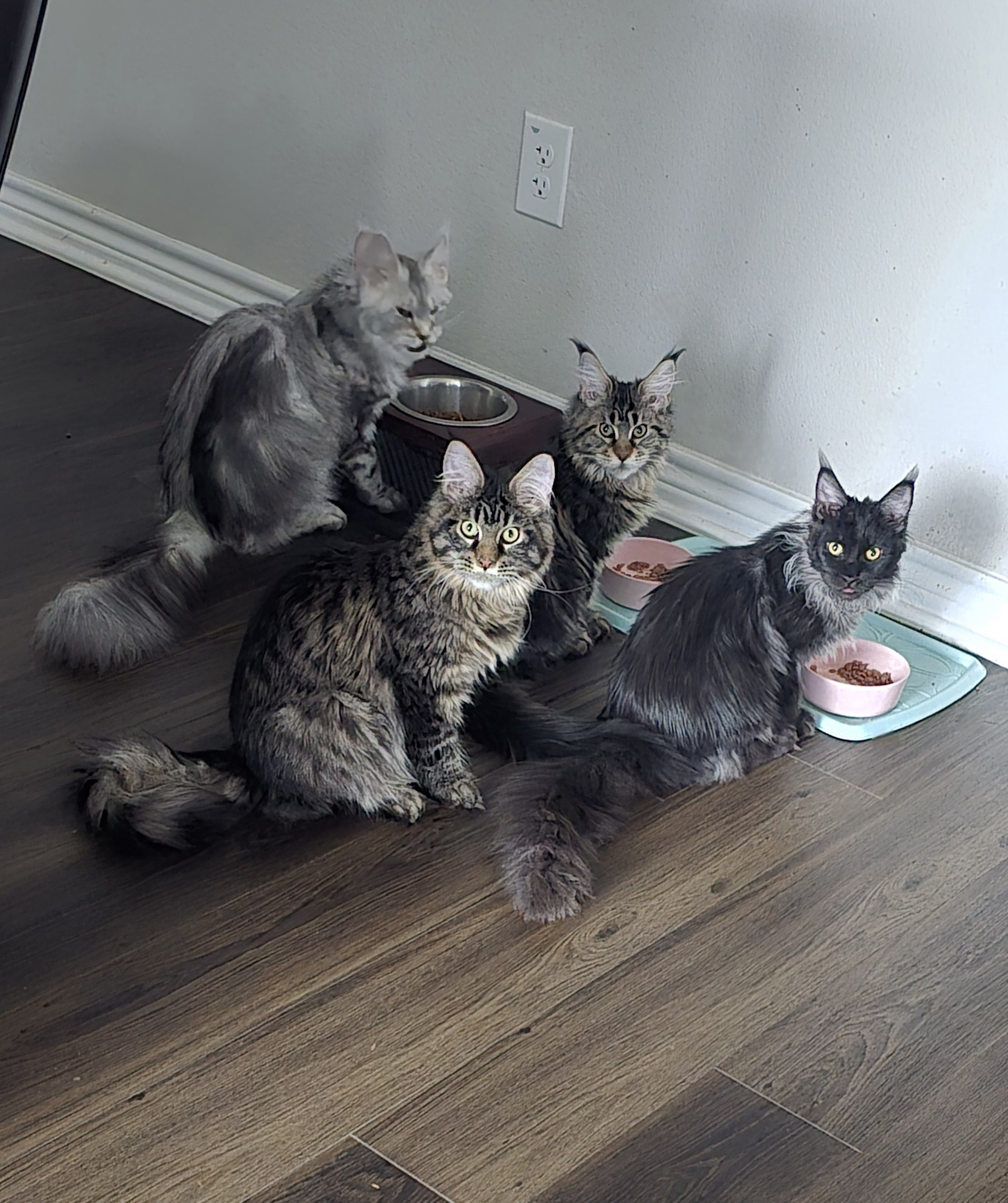 Maine Coon Nutrition