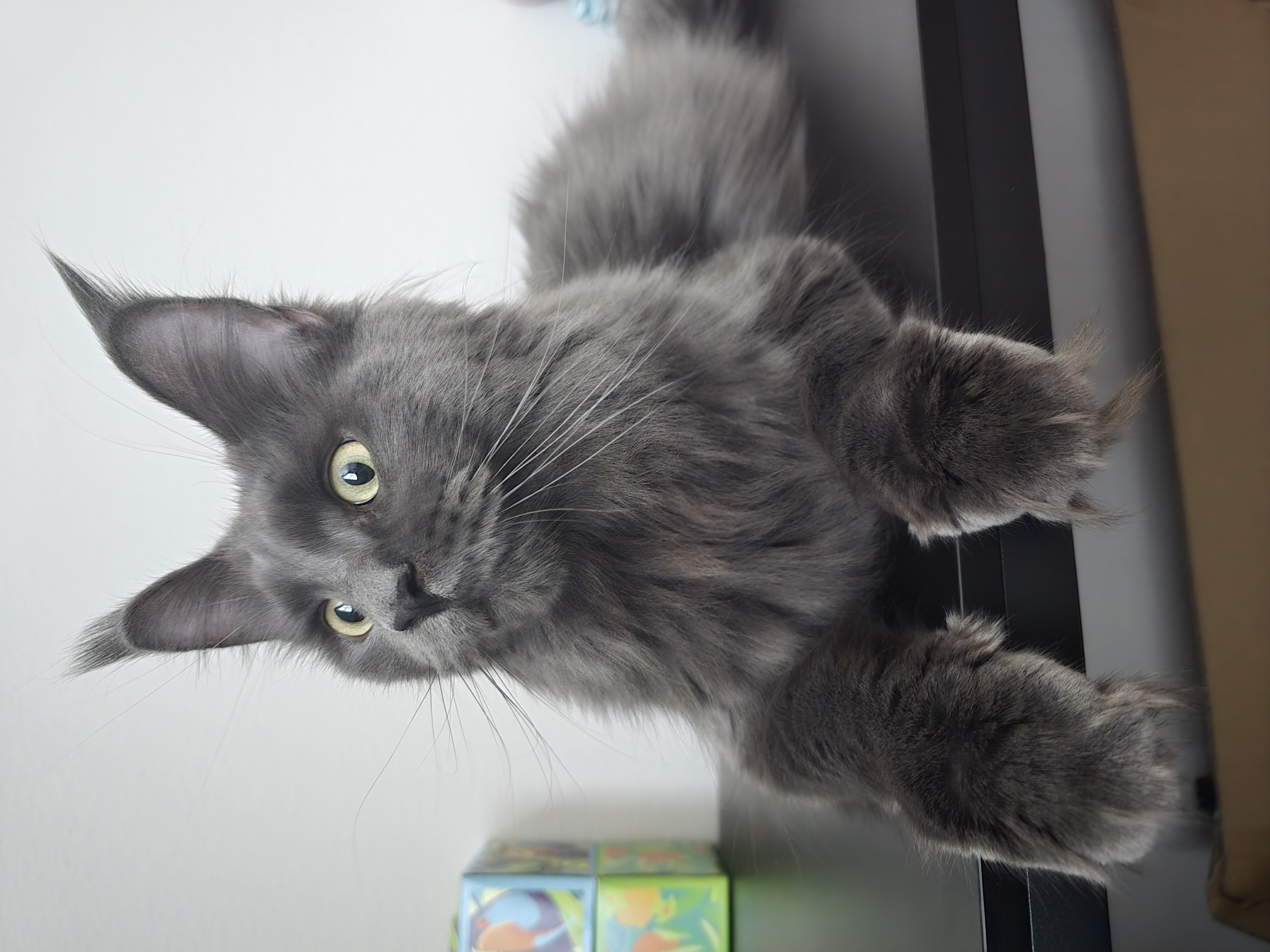 Maine Coon Health Risks