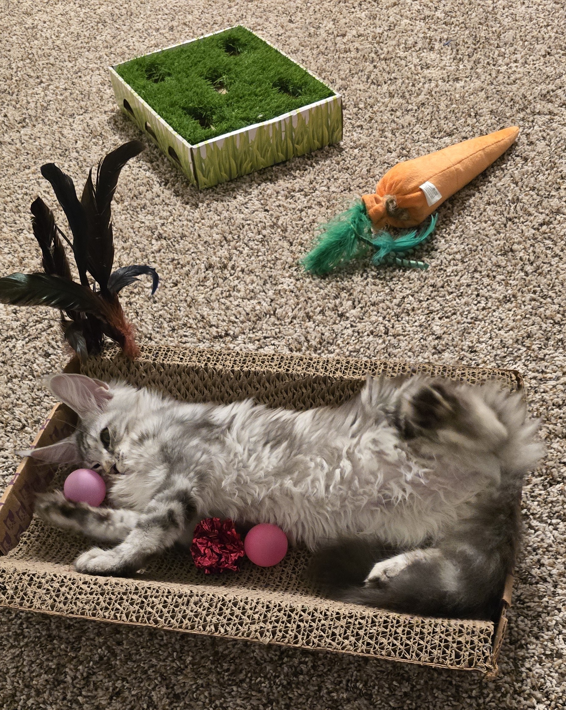 Preparing Your Home for a Maine Coon Kitten