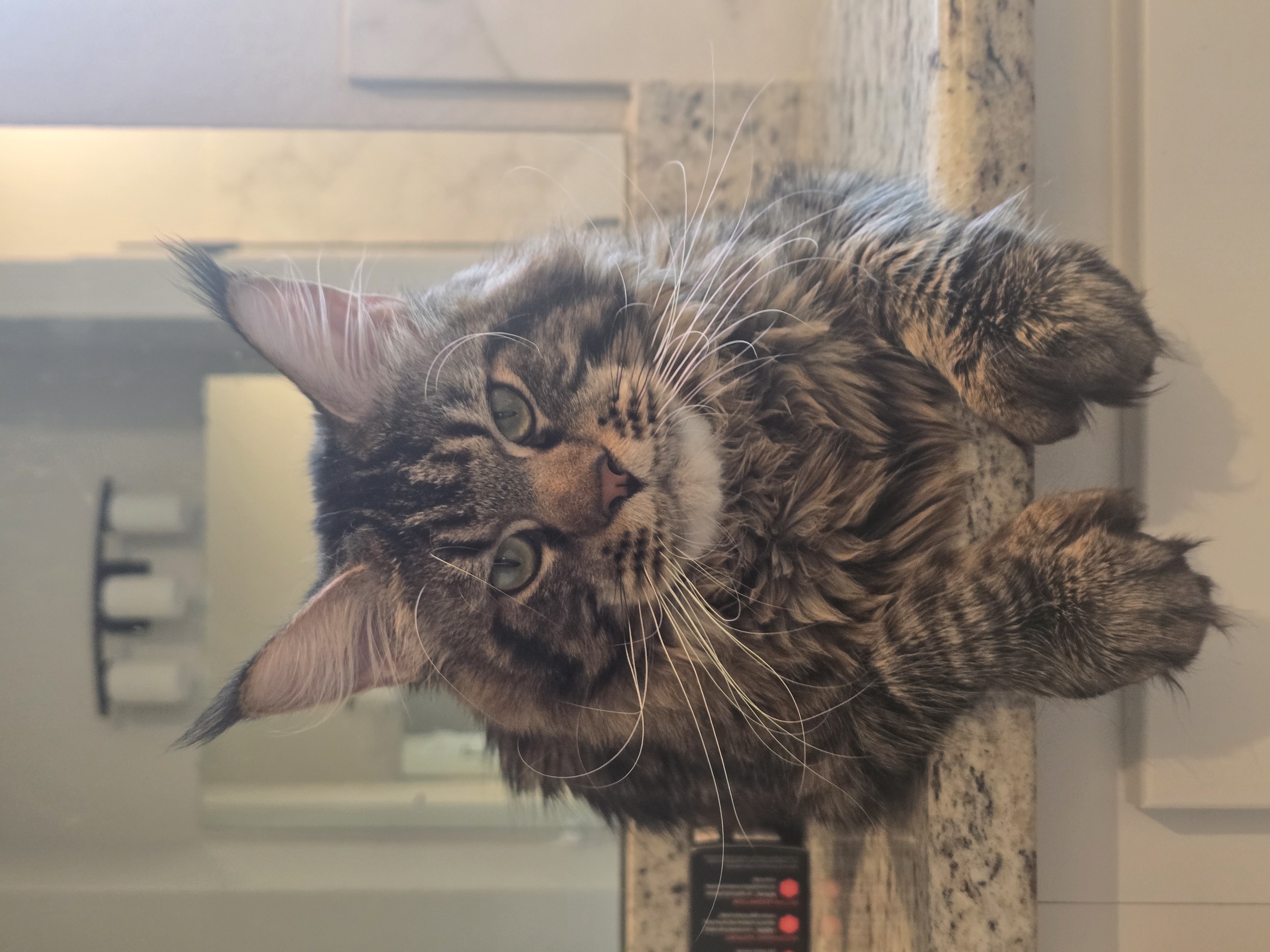 How Big Do Maine Coons Really Get?