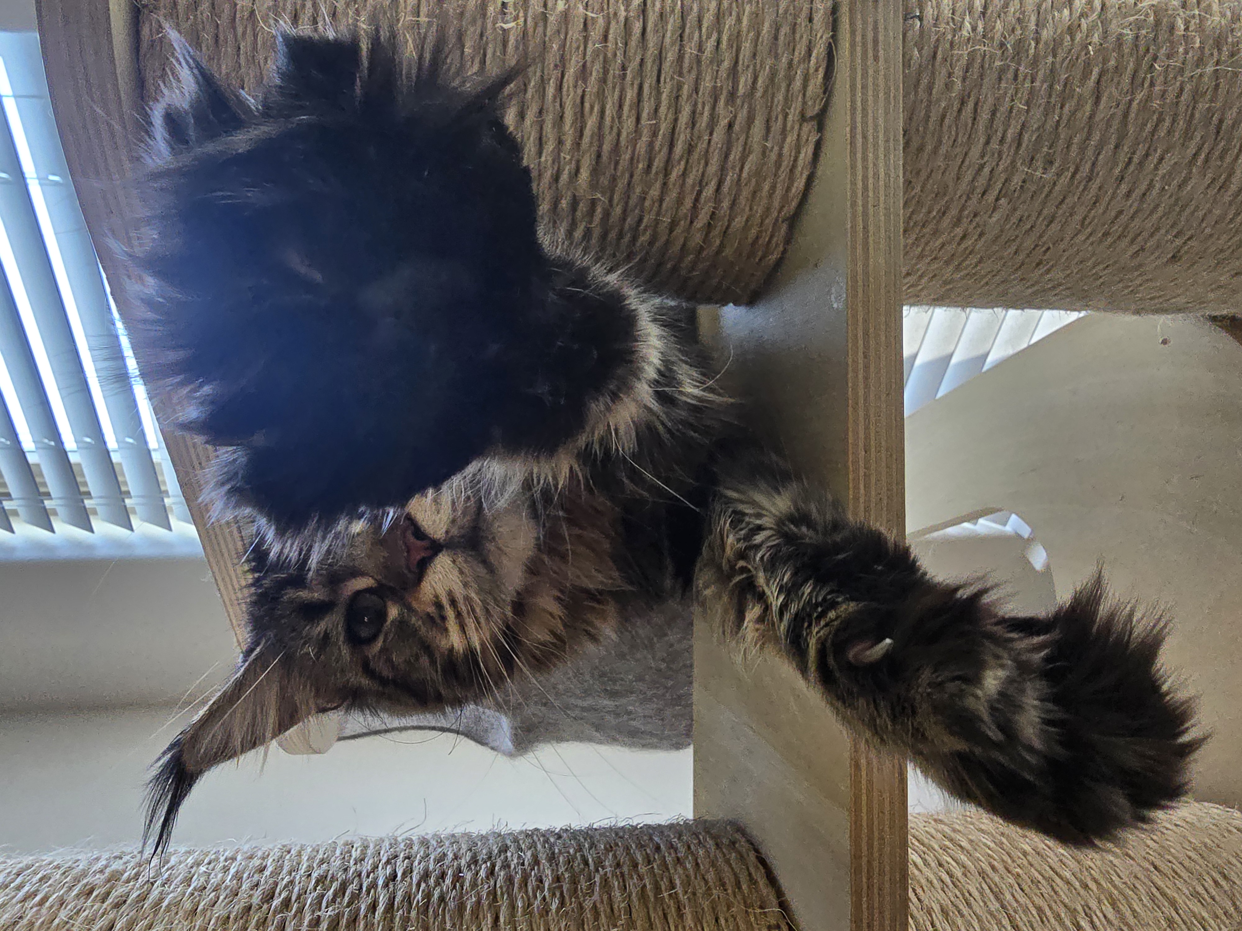 Understanding Polydactyl Maine Coons