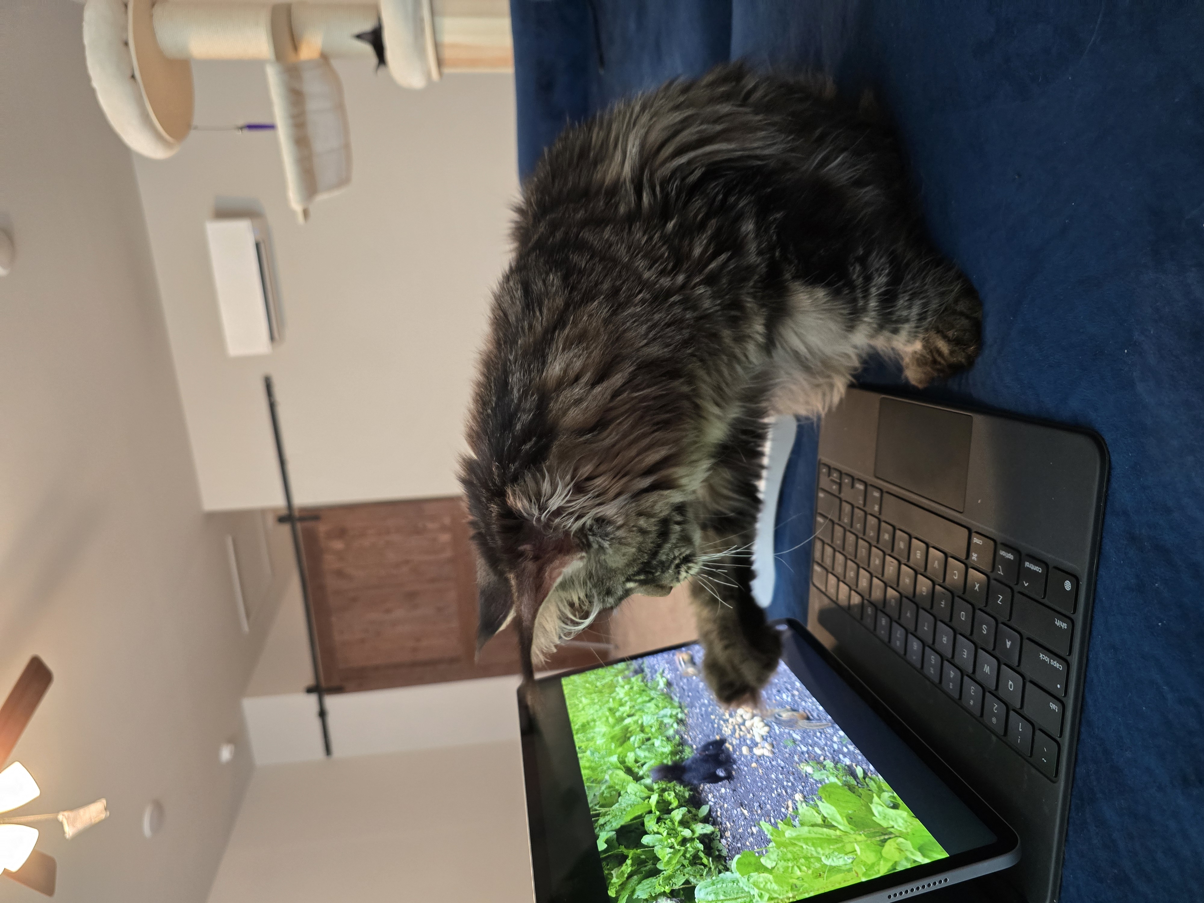 How to Identify a Reputable Maine Coon Breeder