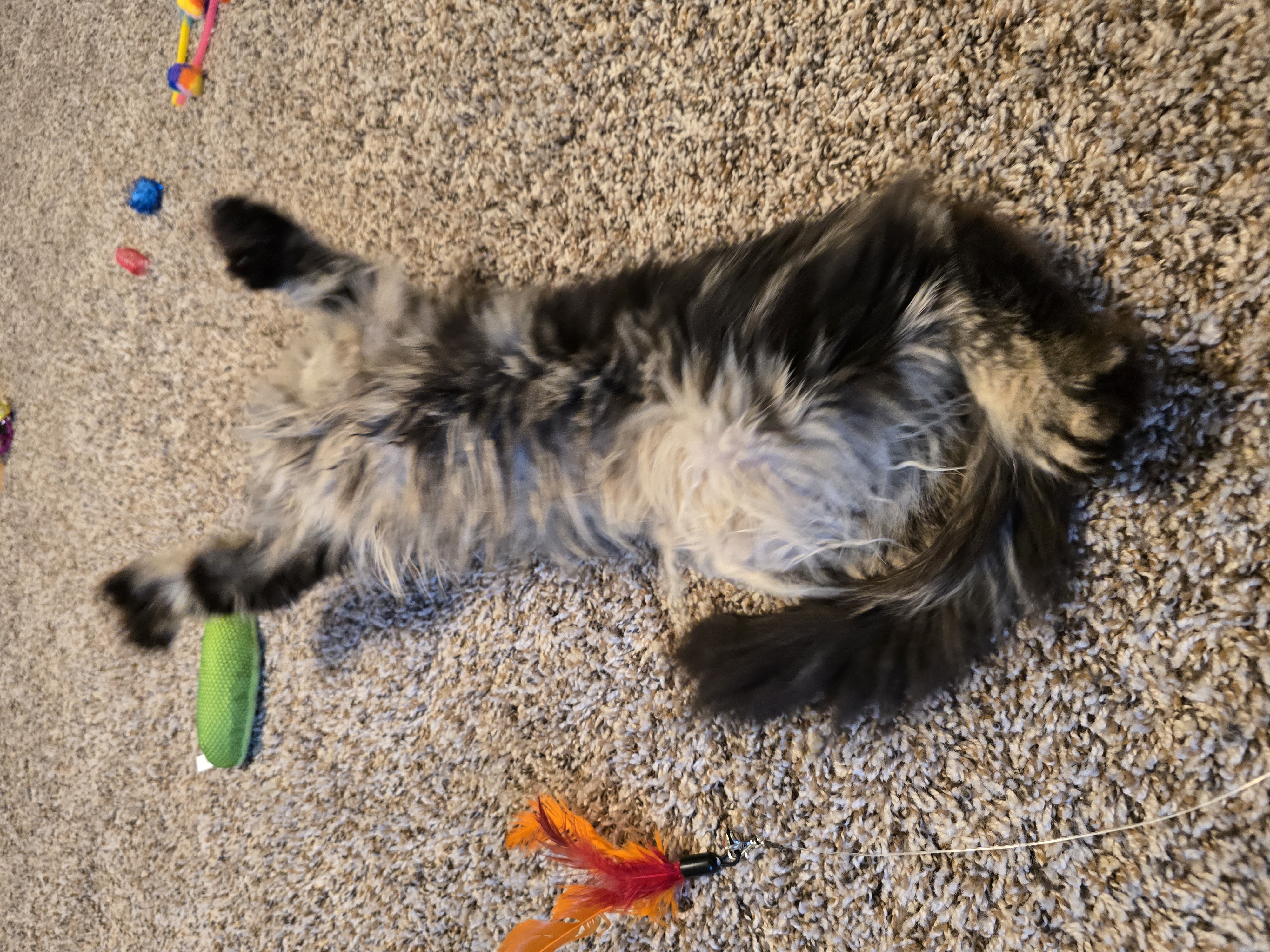 Training Your Maine Coon