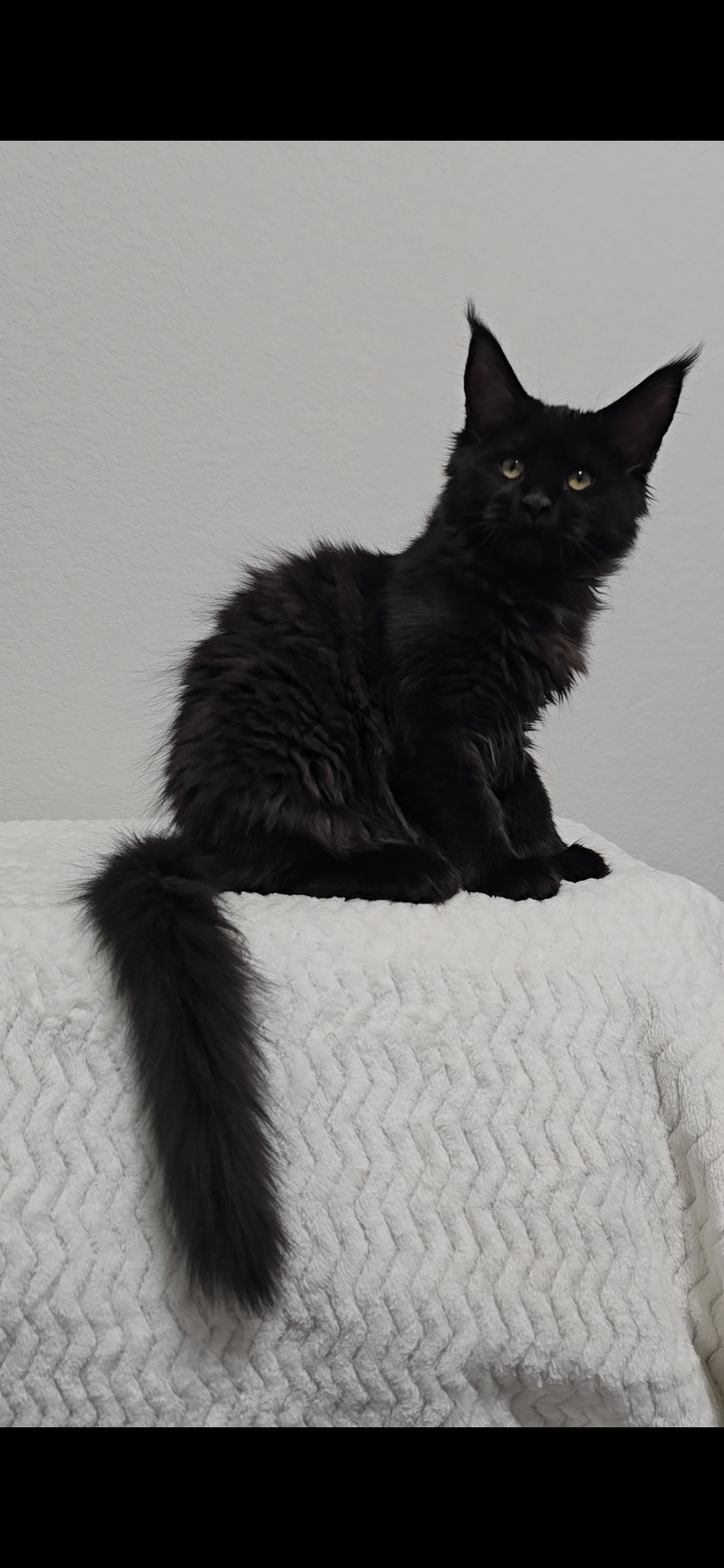 Dixie — Maine Coon Kitten