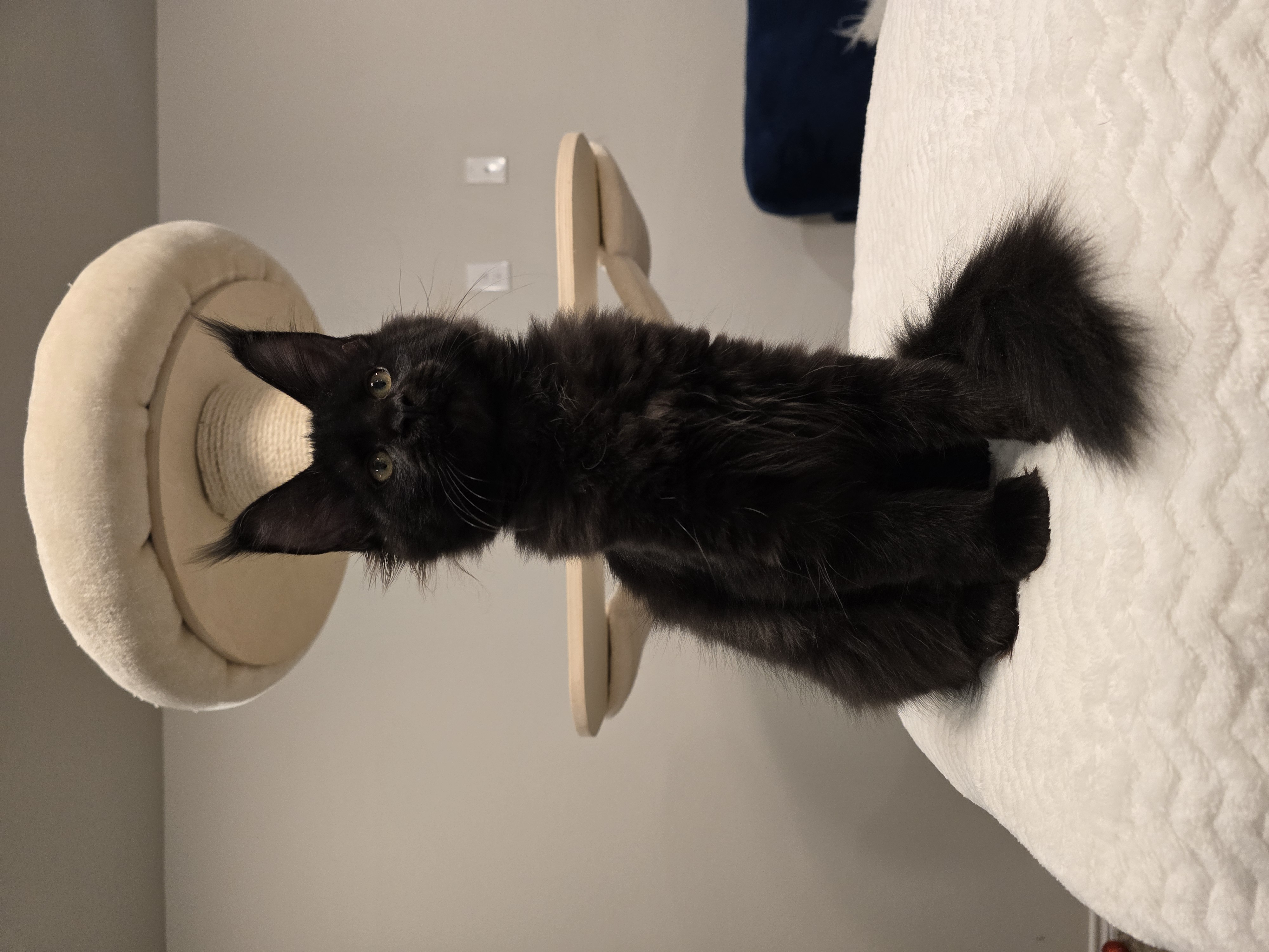 Solid black Maine Coon cat with golden eyes