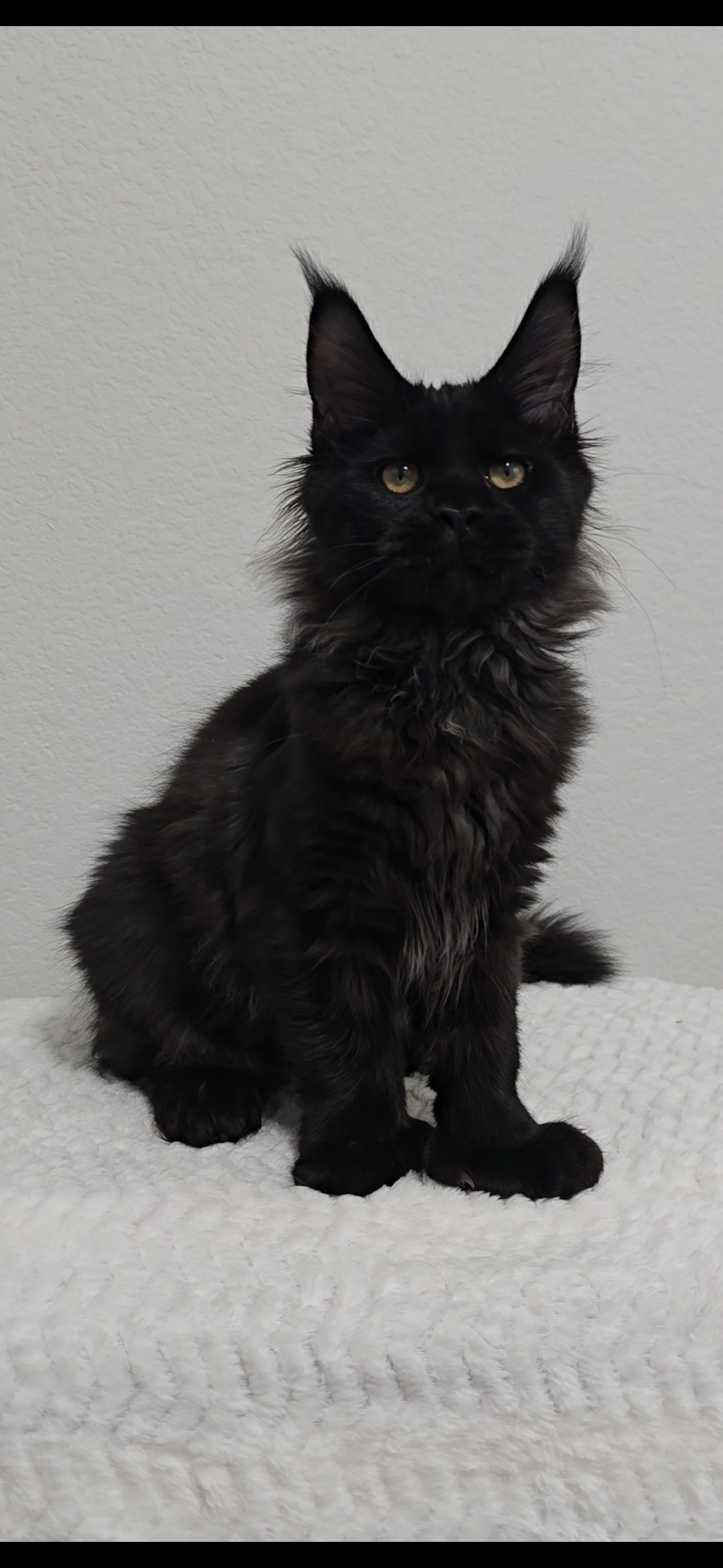 Fred — Maine Coon Kitten