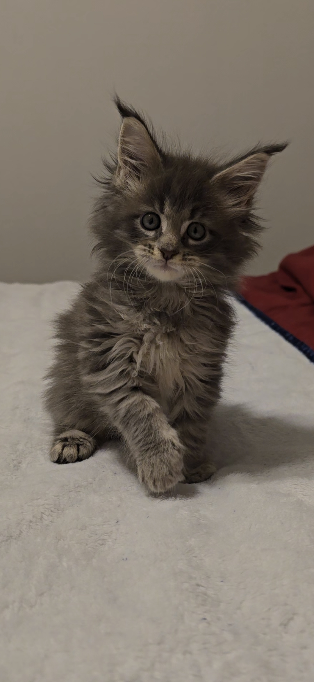 Gemera, an available Maine Coon kitten