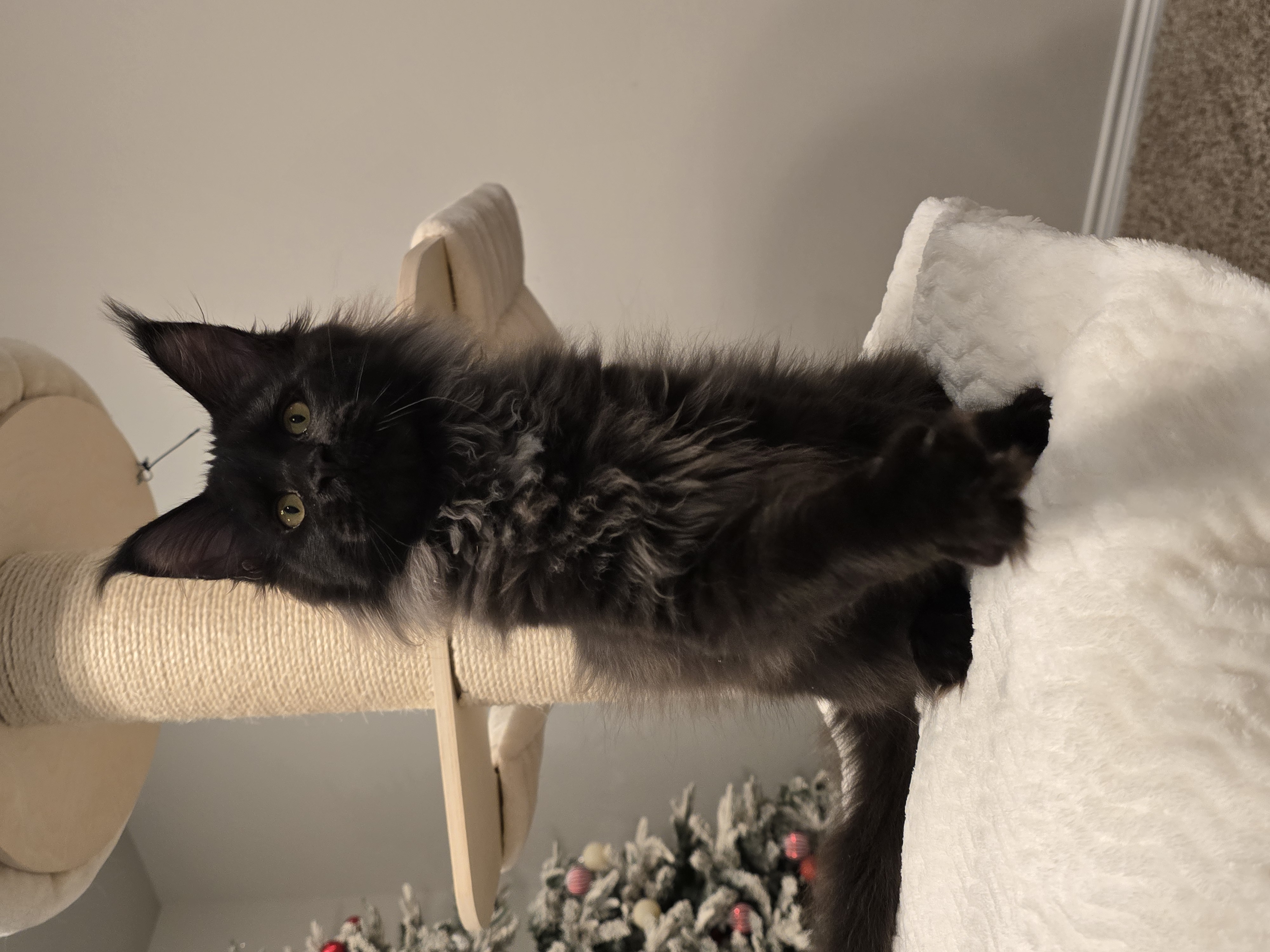 Black smoke Maine Coon cat with silver undercoat