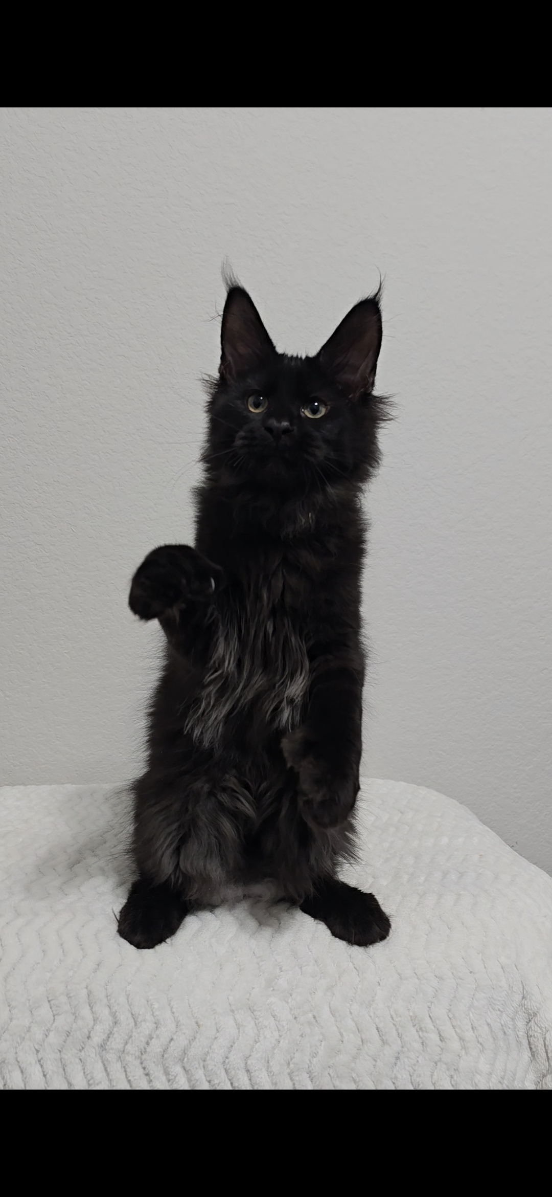 Grunter — Maine Coon Kitten
