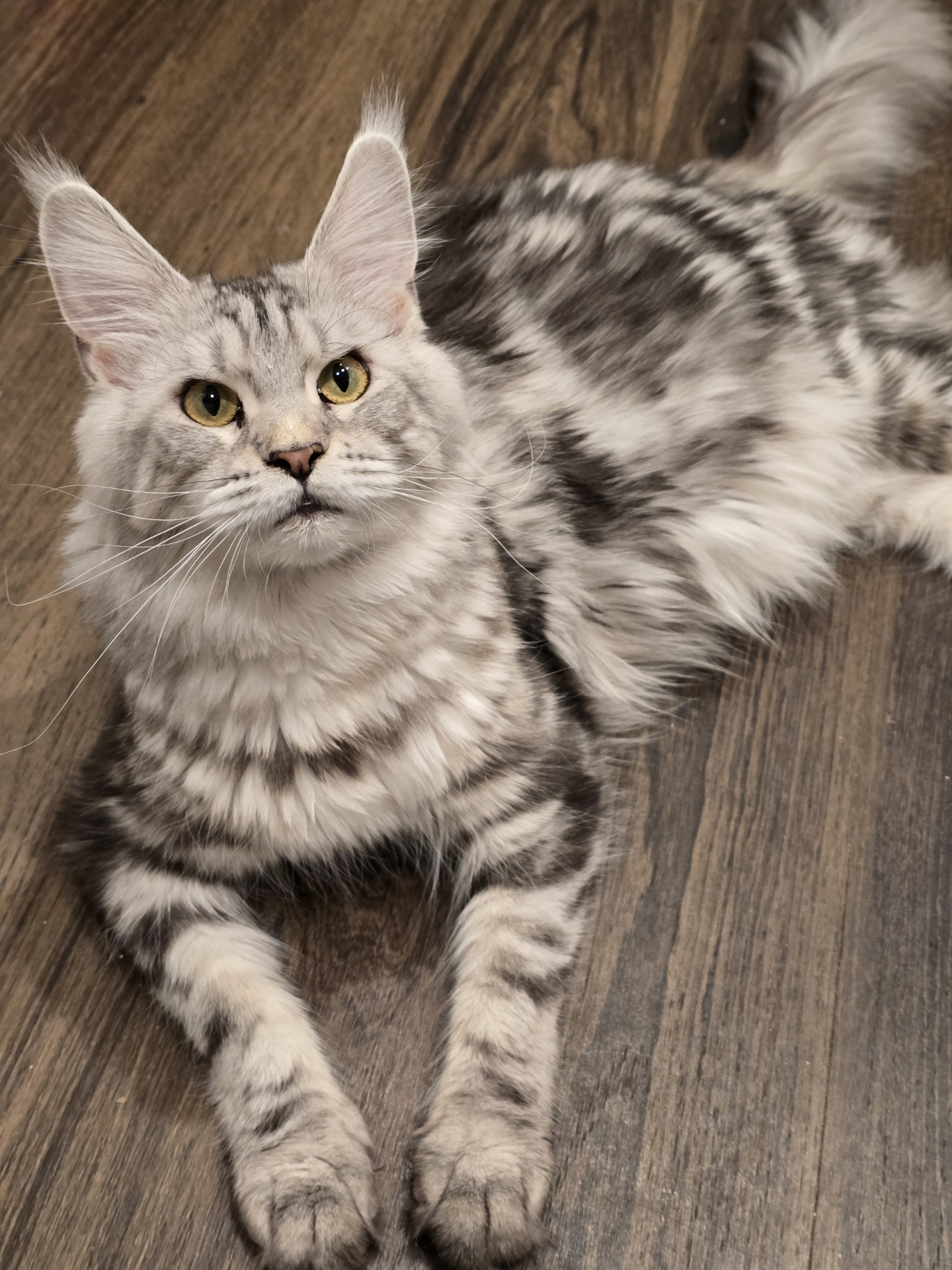 Honey — Maine Coon Queen