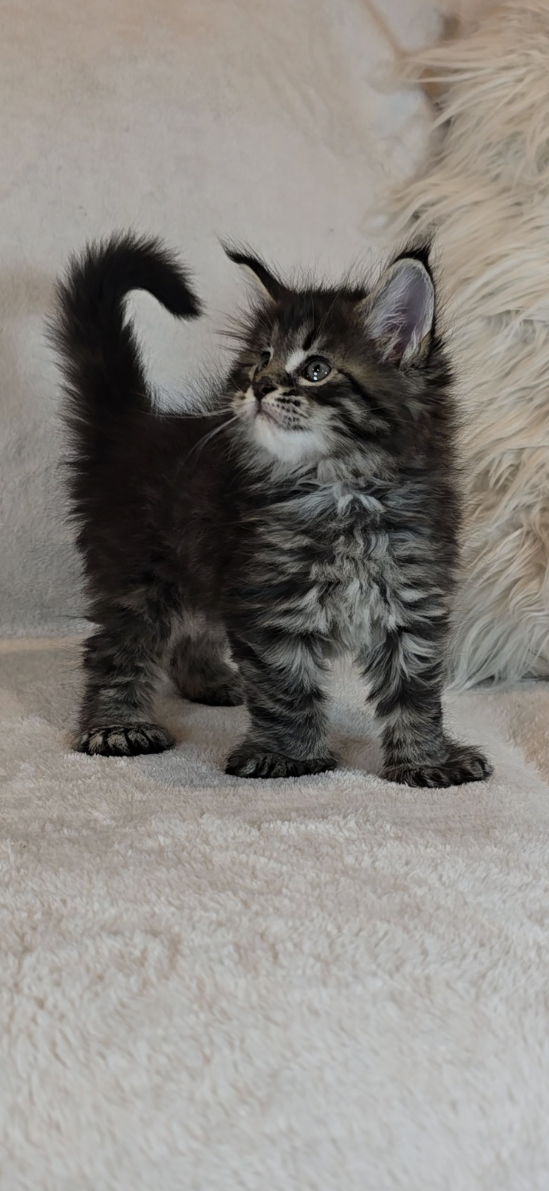 Maine Coon Kitten