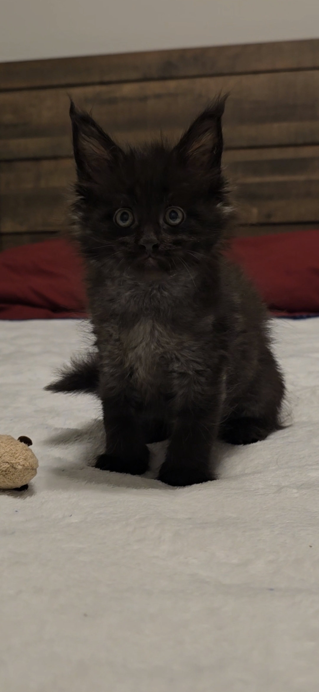 Lotus, an available Maine Coon kitten