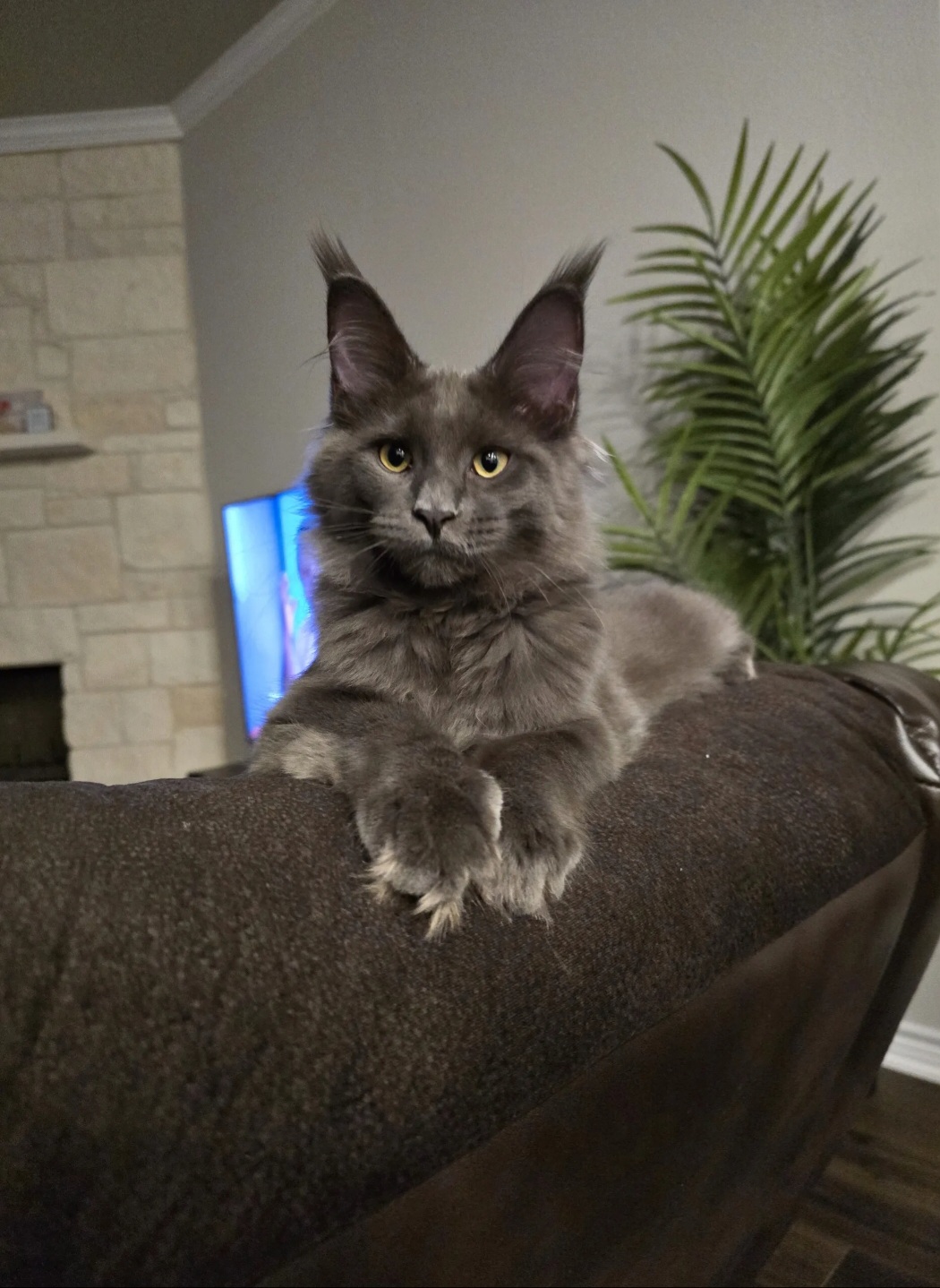 Mega — Maine Coon Queen