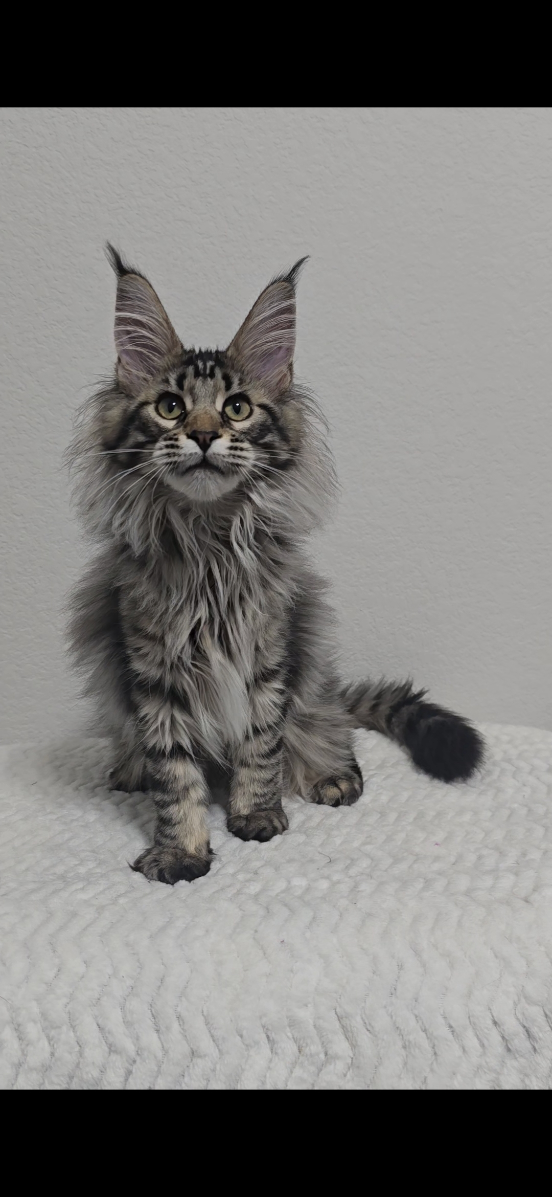 Missy — Maine Coon Kitten