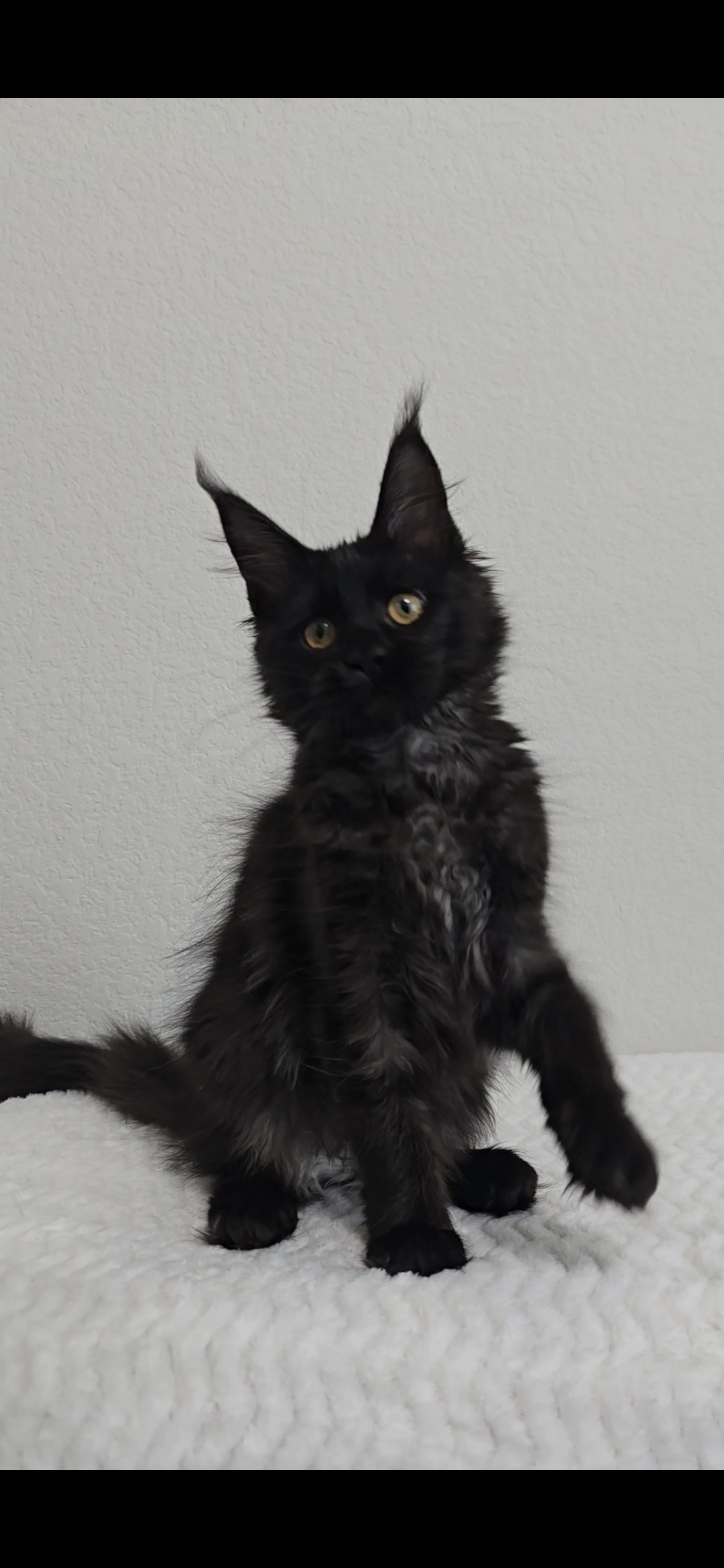 Pebbles — Maine Coon Kitten