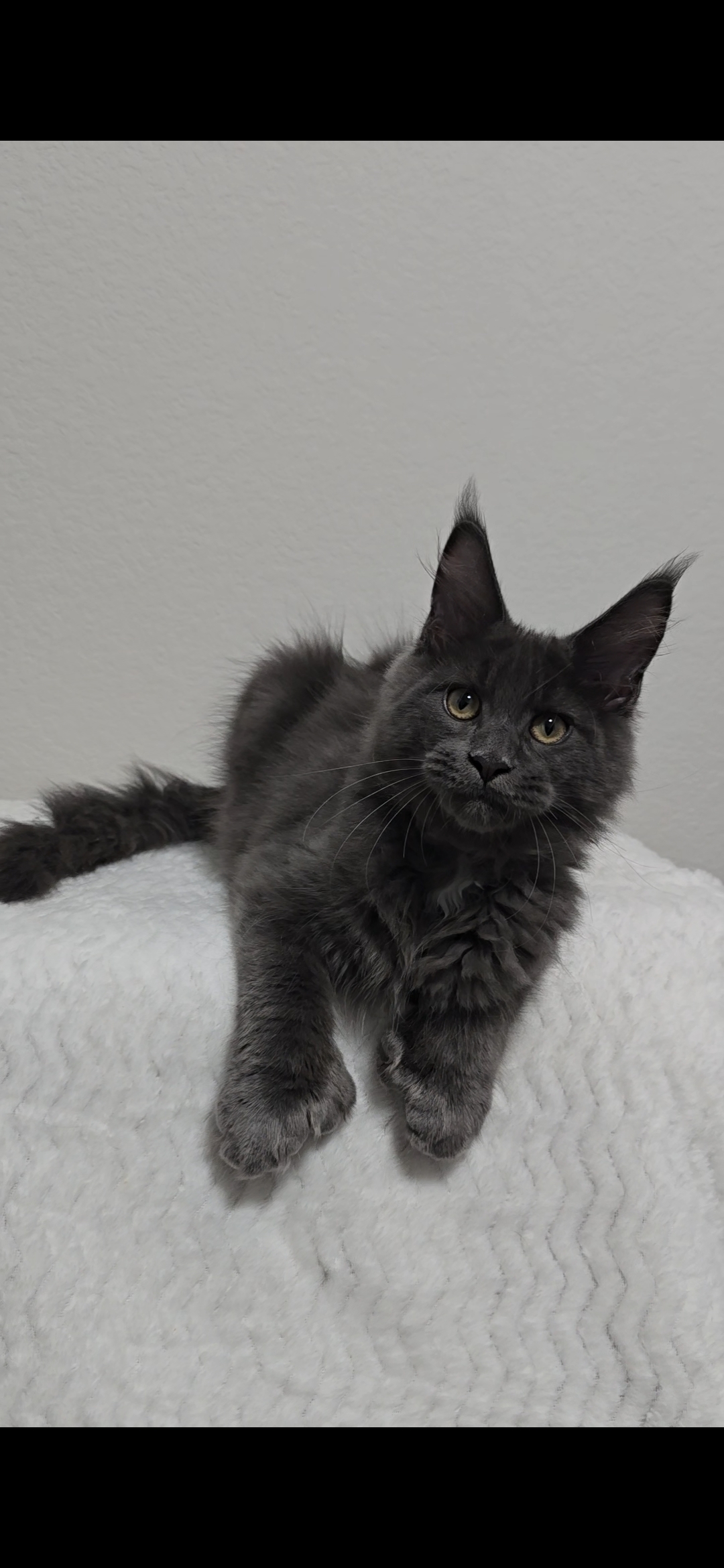 Slate — Maine Coon Kitten