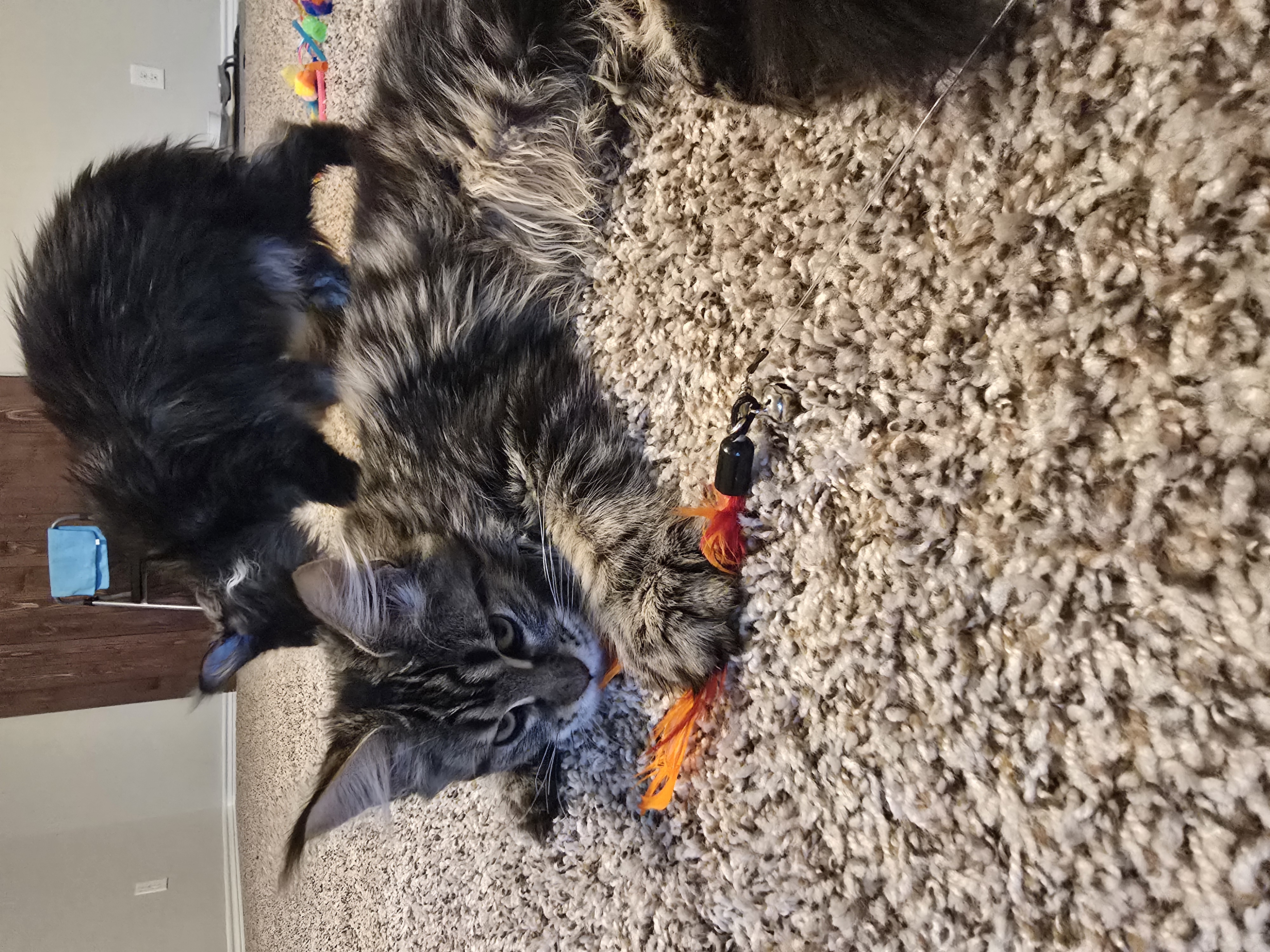 Triumpha — Maine Coon Queen