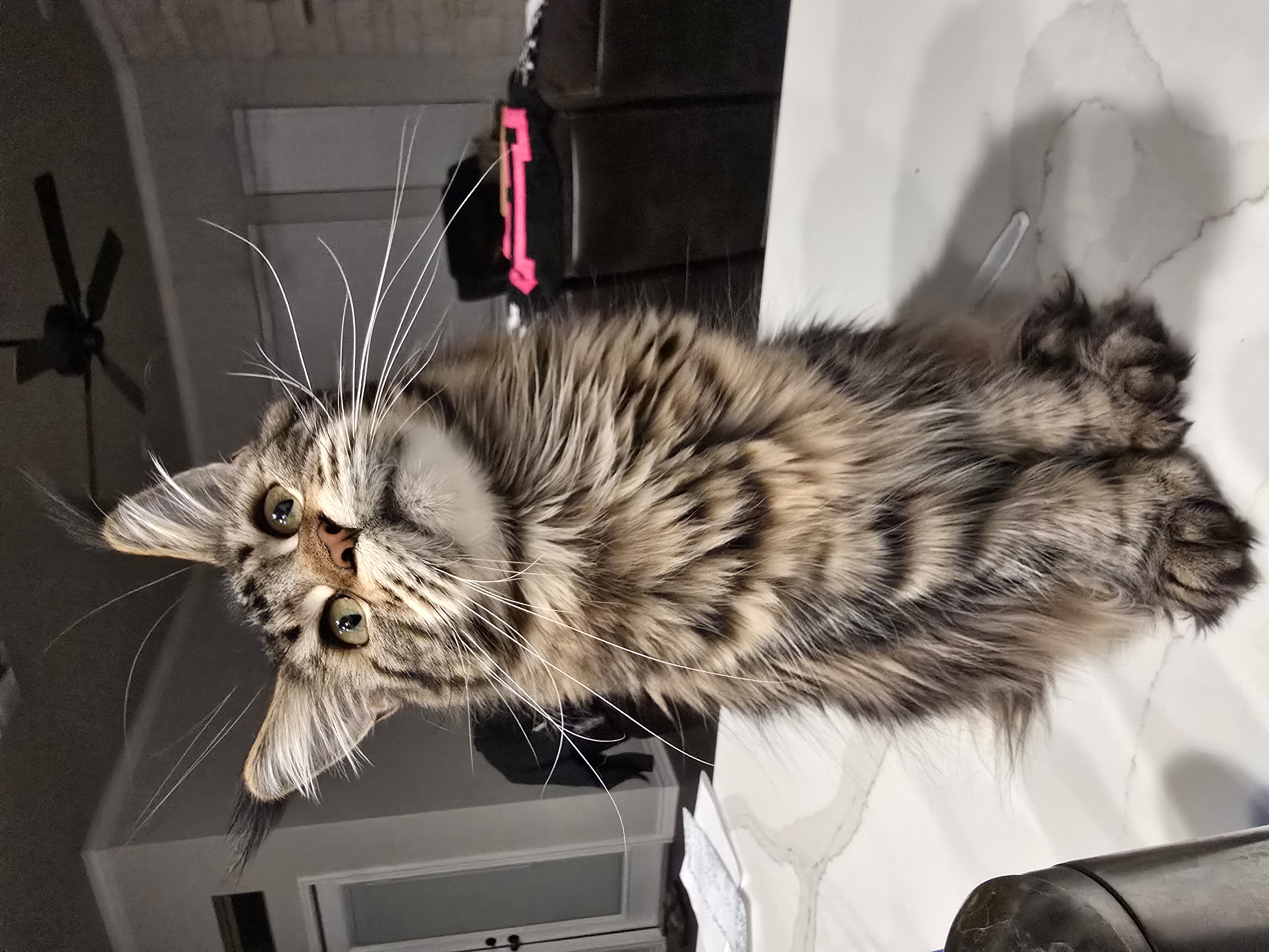 Triumpha — Maine Coon Queen