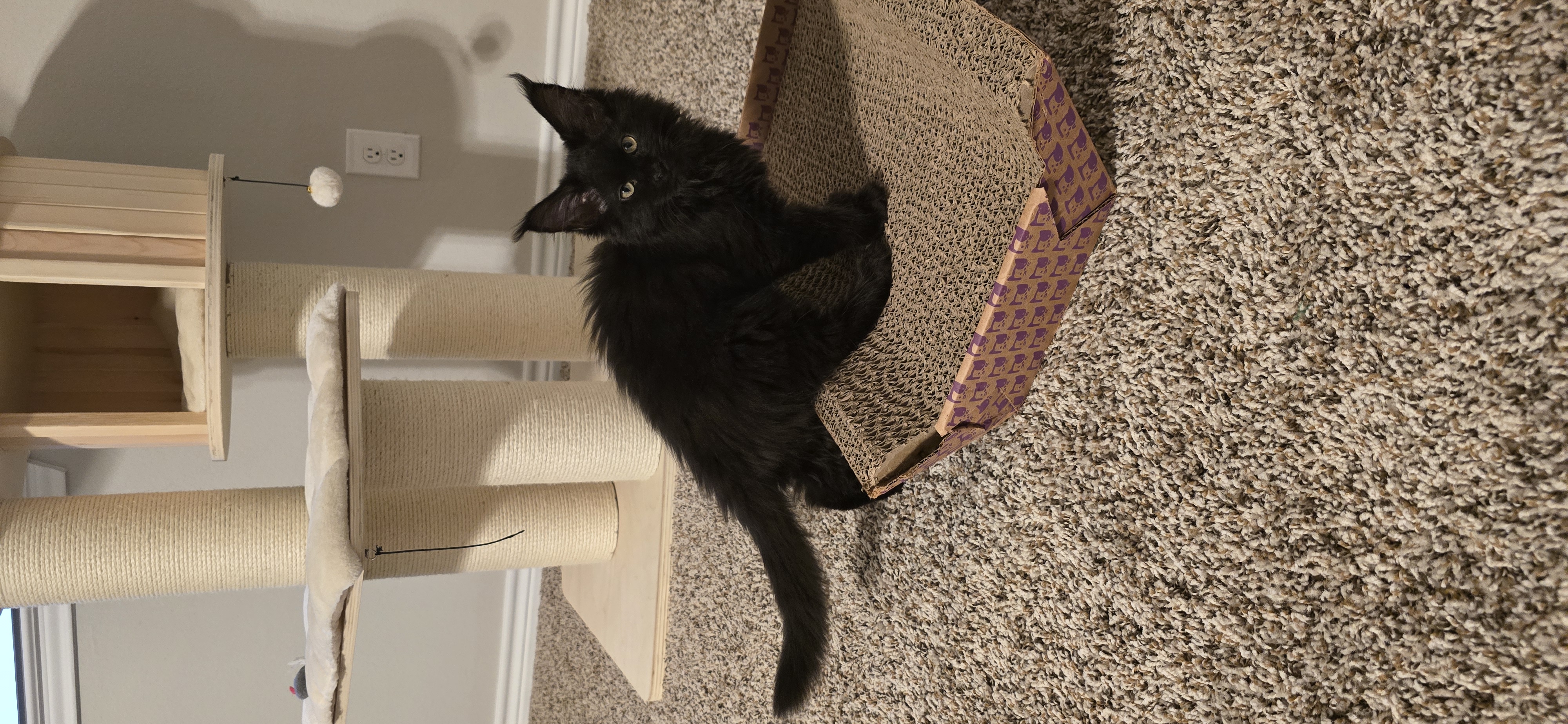 Ursa — Maine Coon Queen