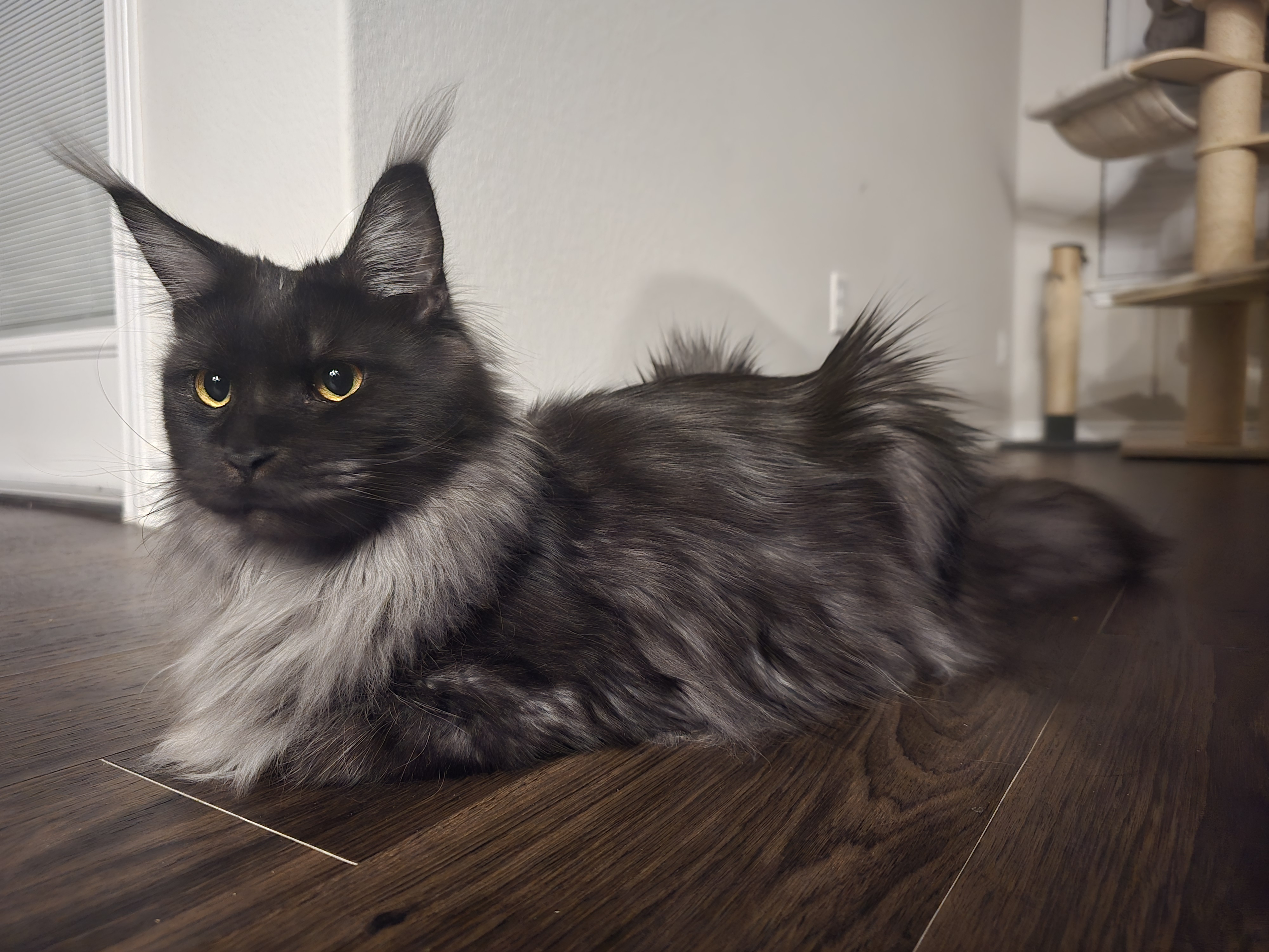 Victory — Maine Coon Queen