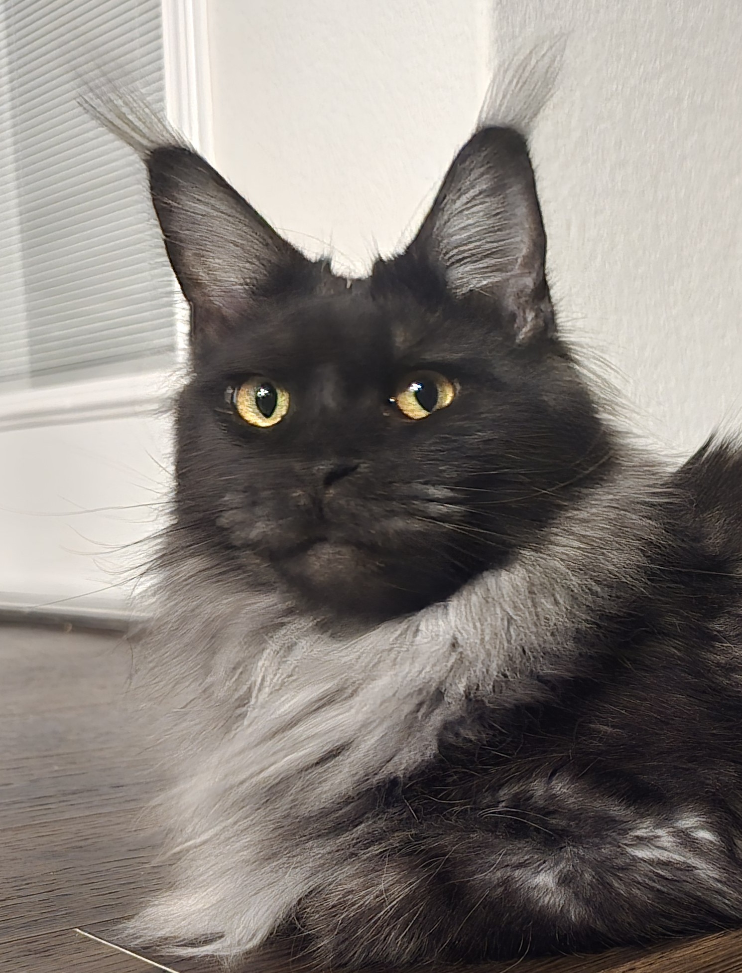 Victory — Maine Coon Queen