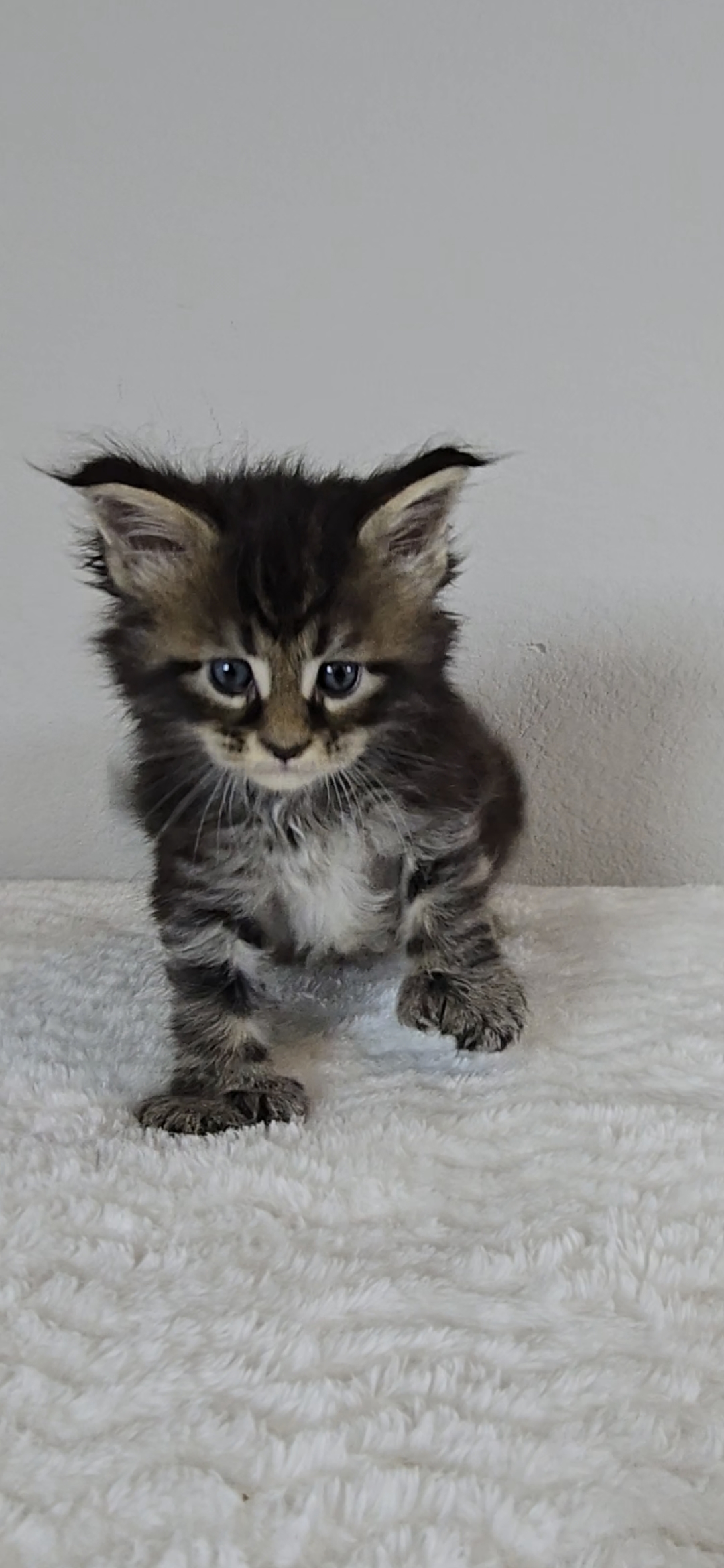 Violet — Maine Coon Kitten