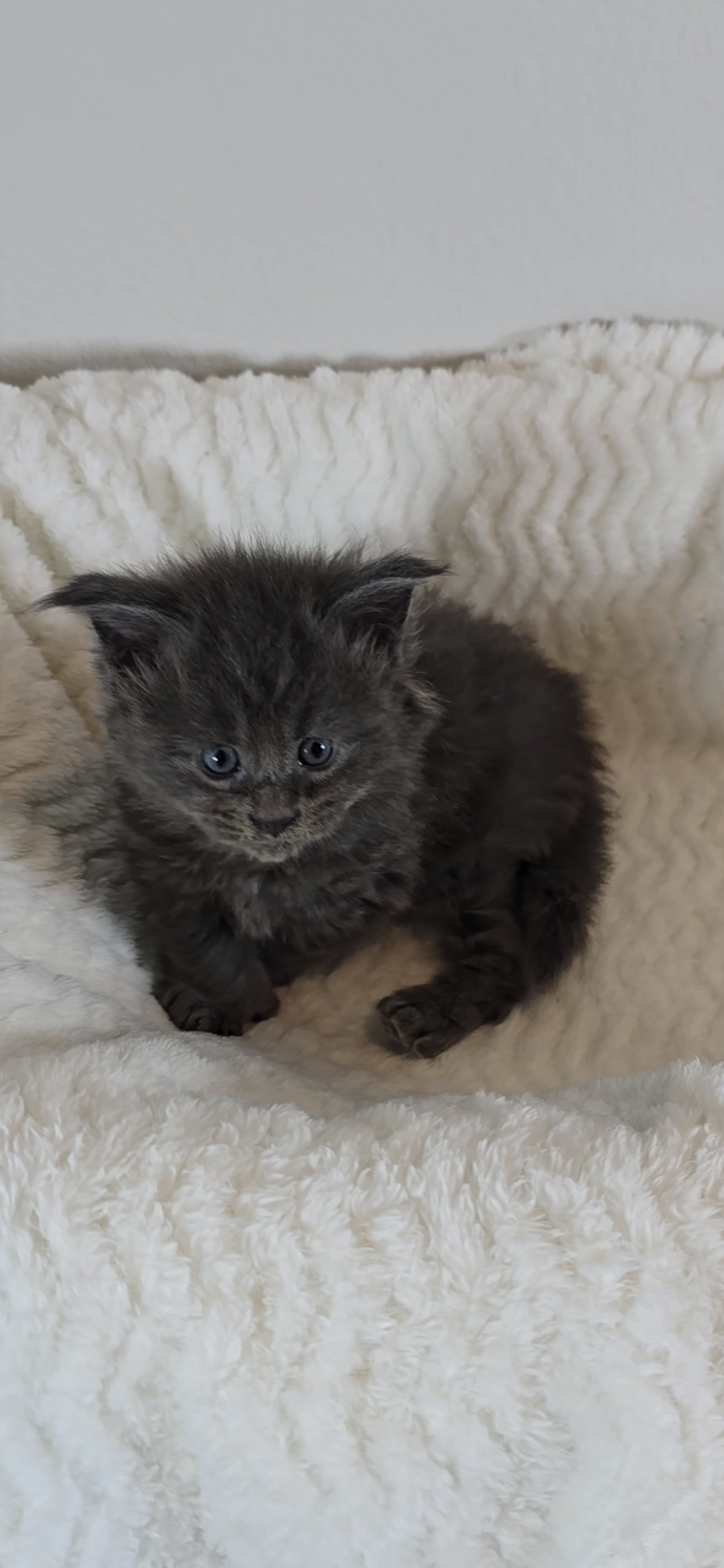 Willow — Maine Coon Kitten
