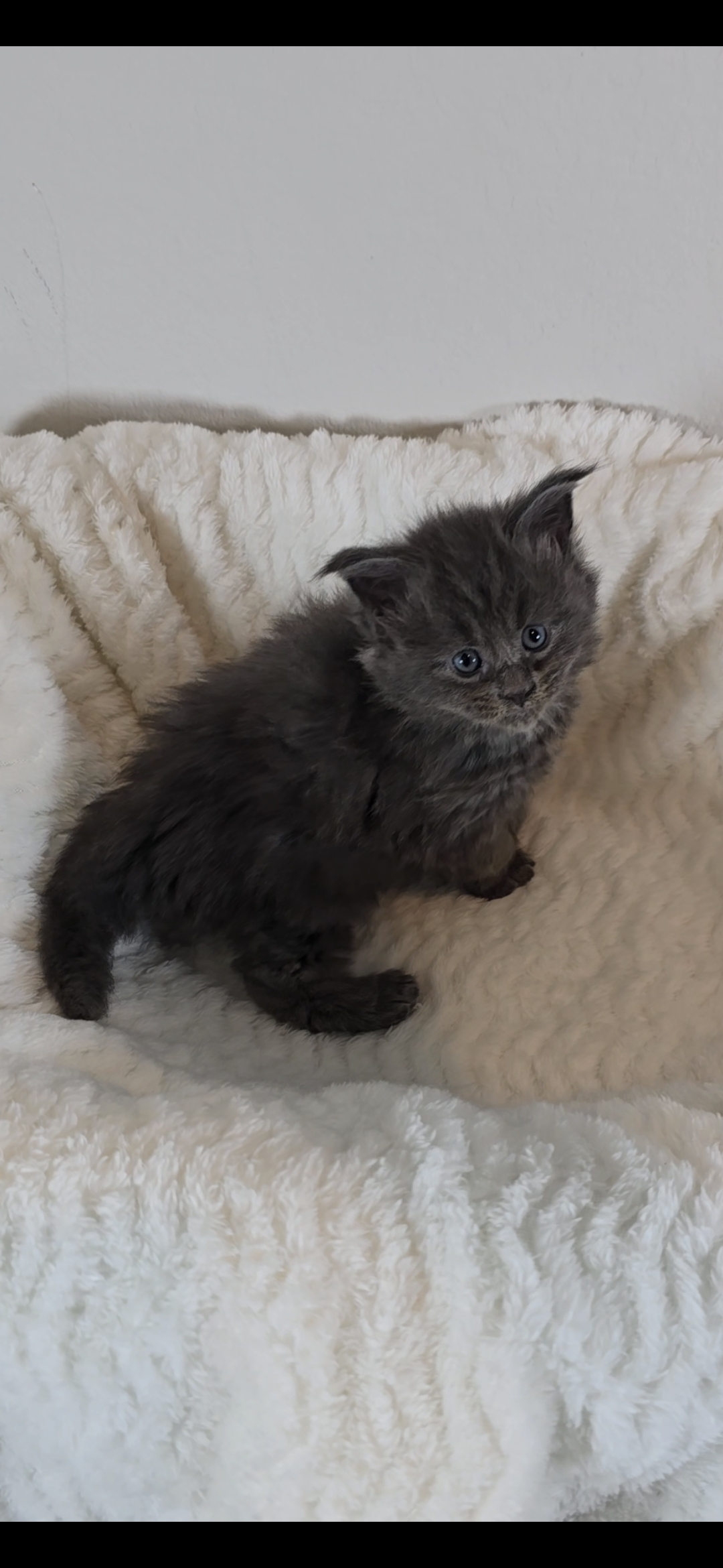 Willow photo 4