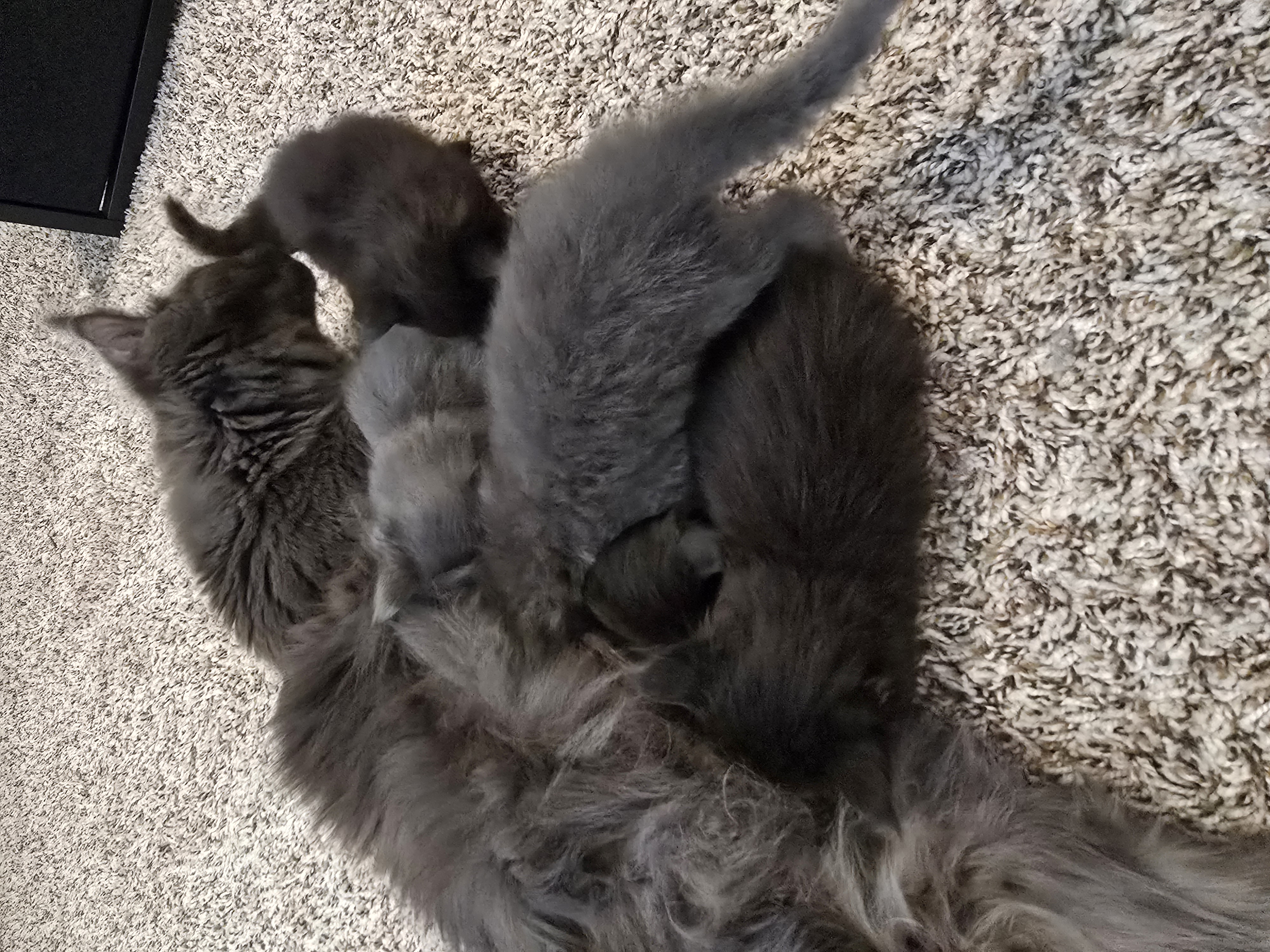 Maine Coon kitten development