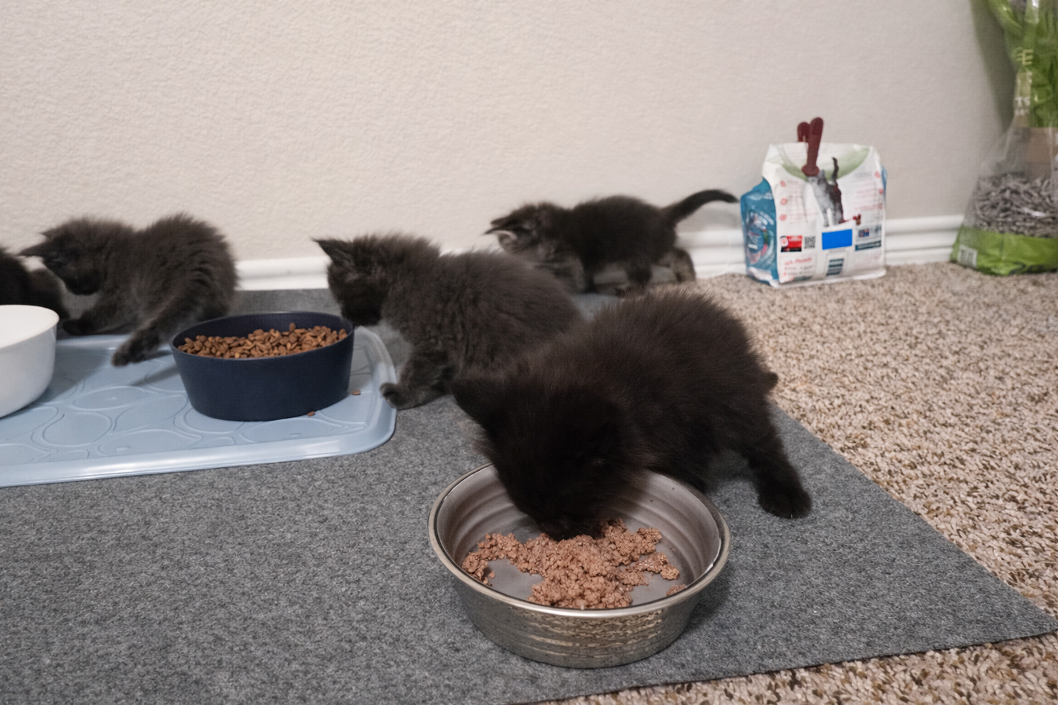 Maine Coon nutrition guide