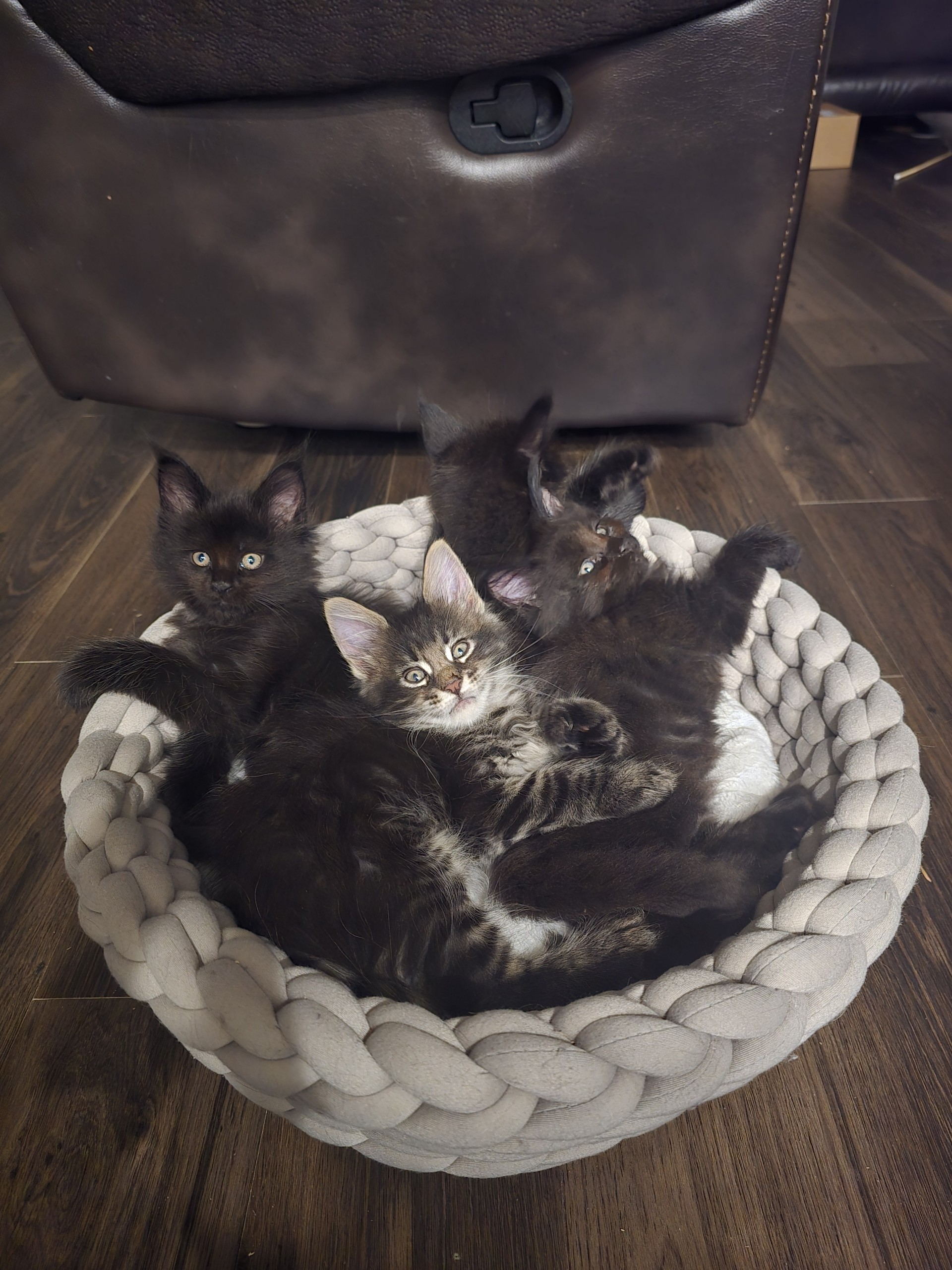 Maine Coon colors and patterns