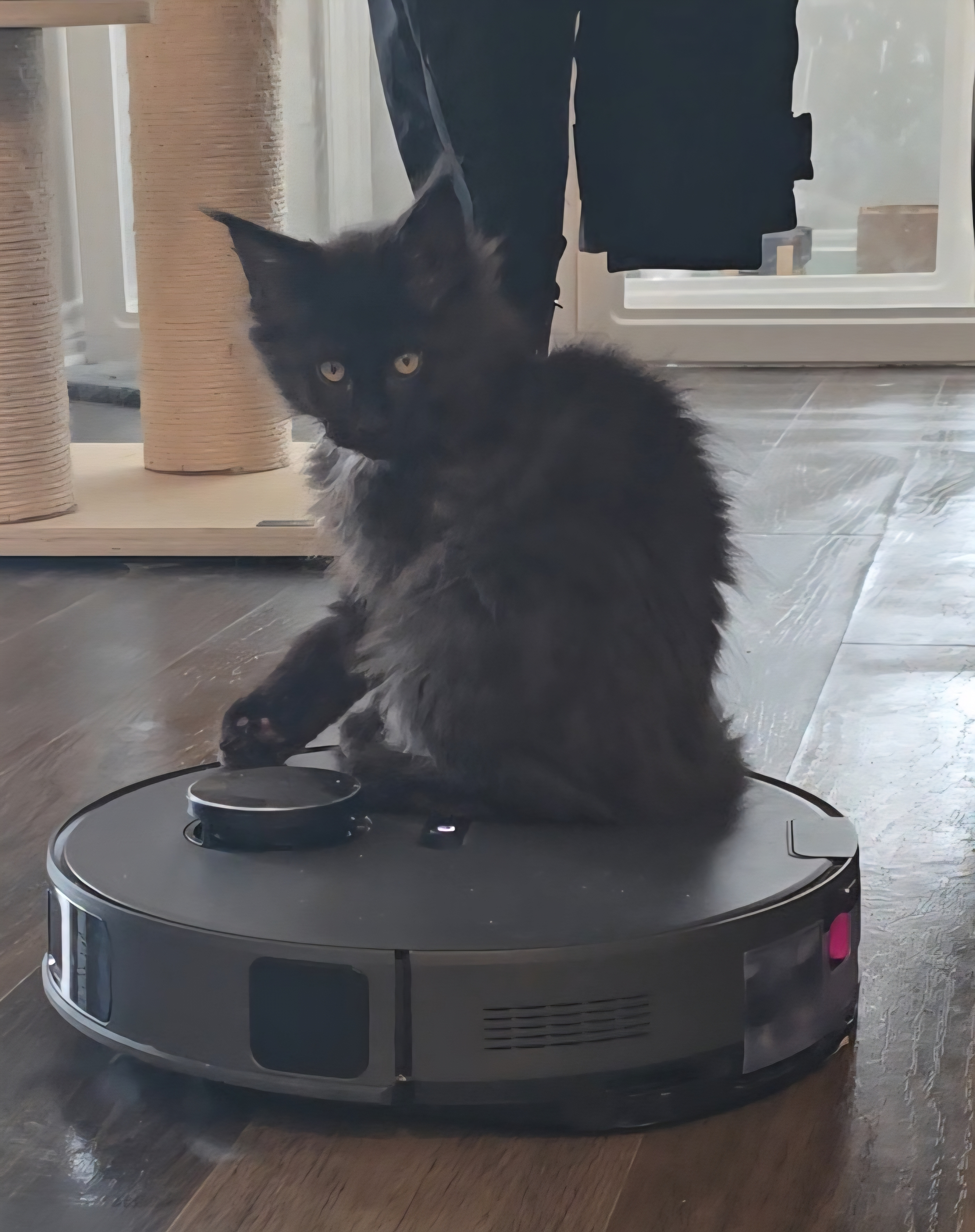 Maine Coon personality traits