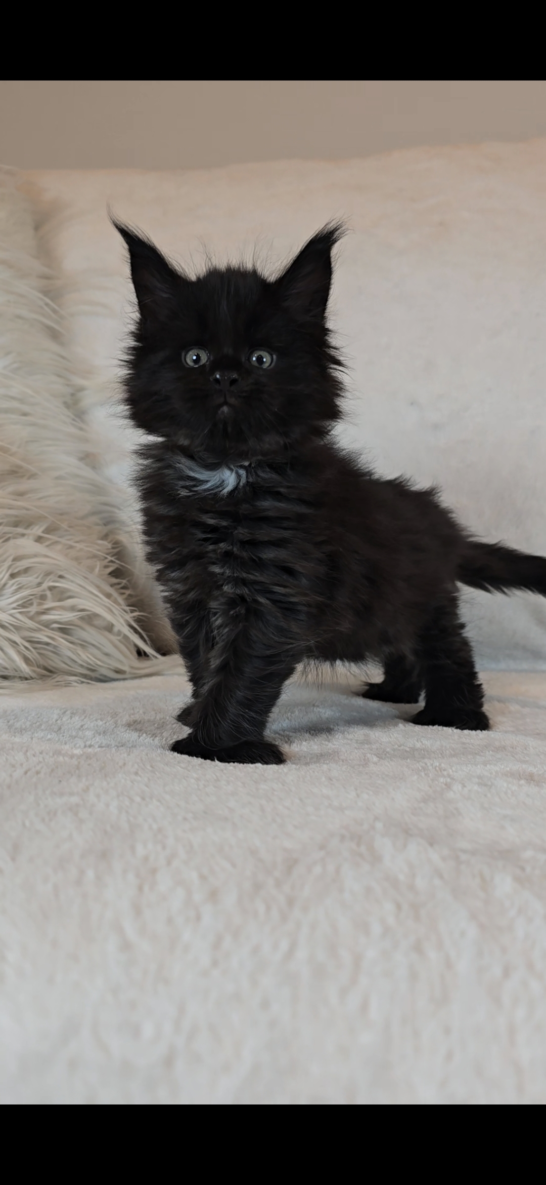 Maine Coon Kitten